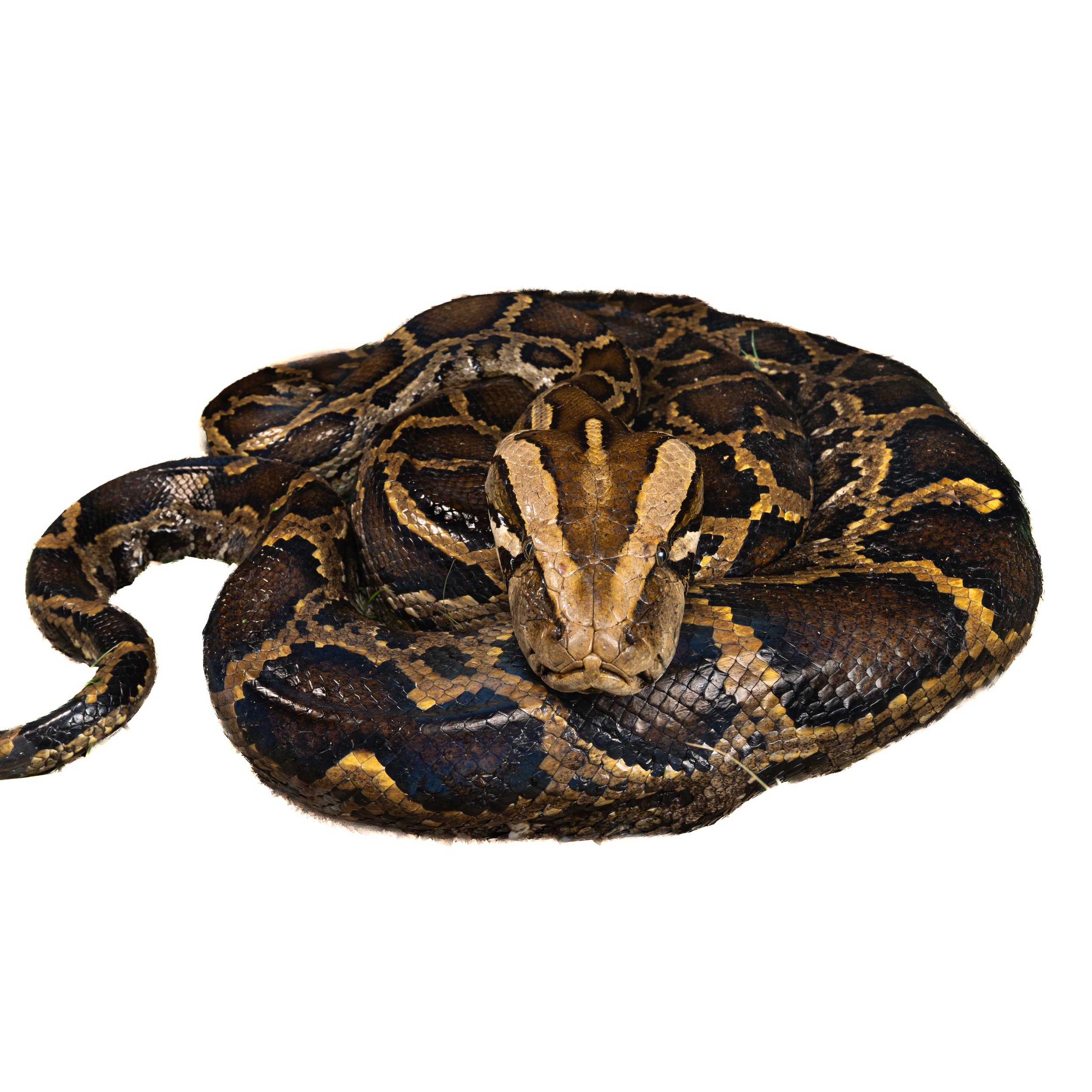 Burmese python - Python bivittatus.jpg