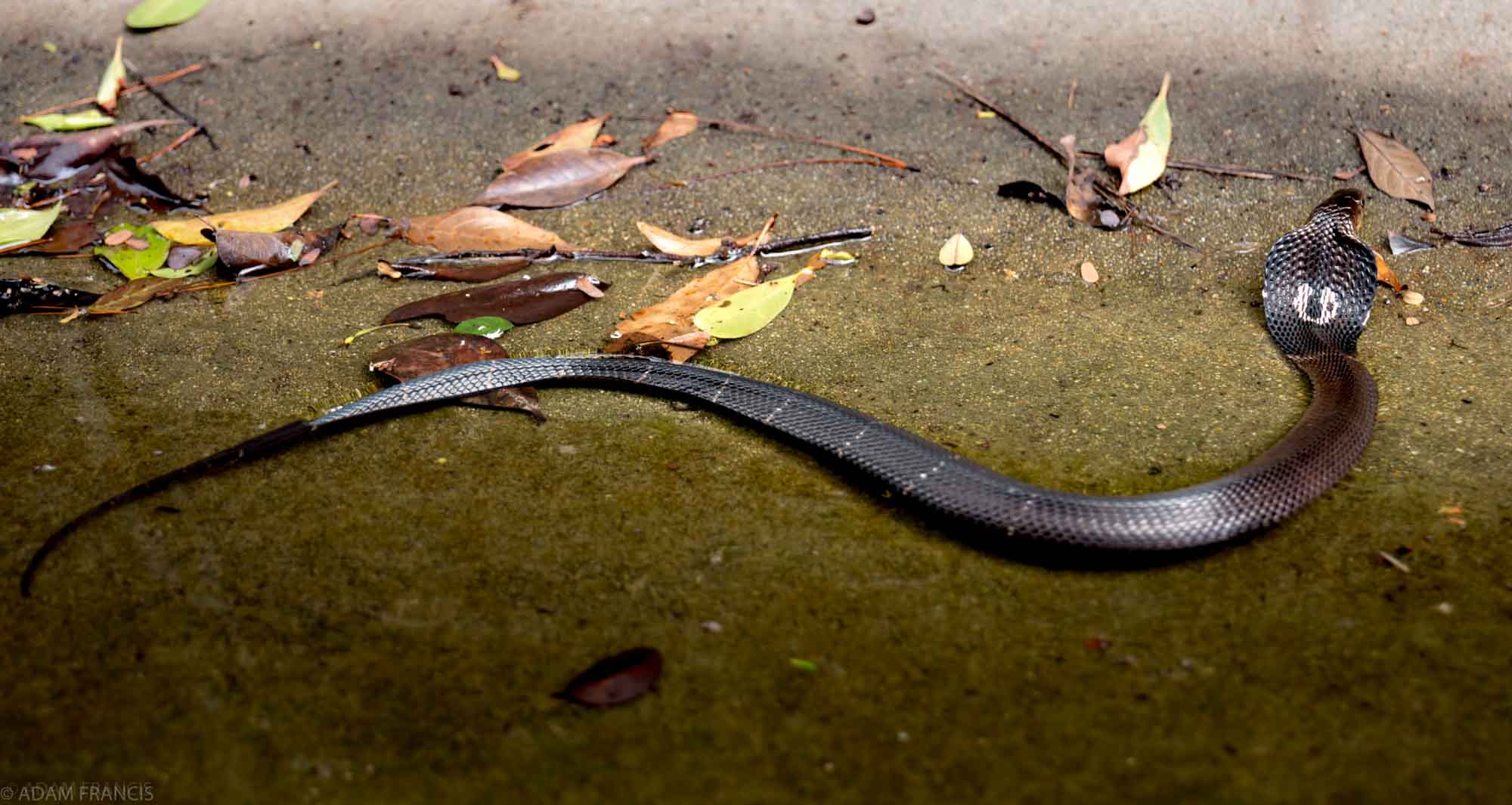 Copy of Chinese Cobra