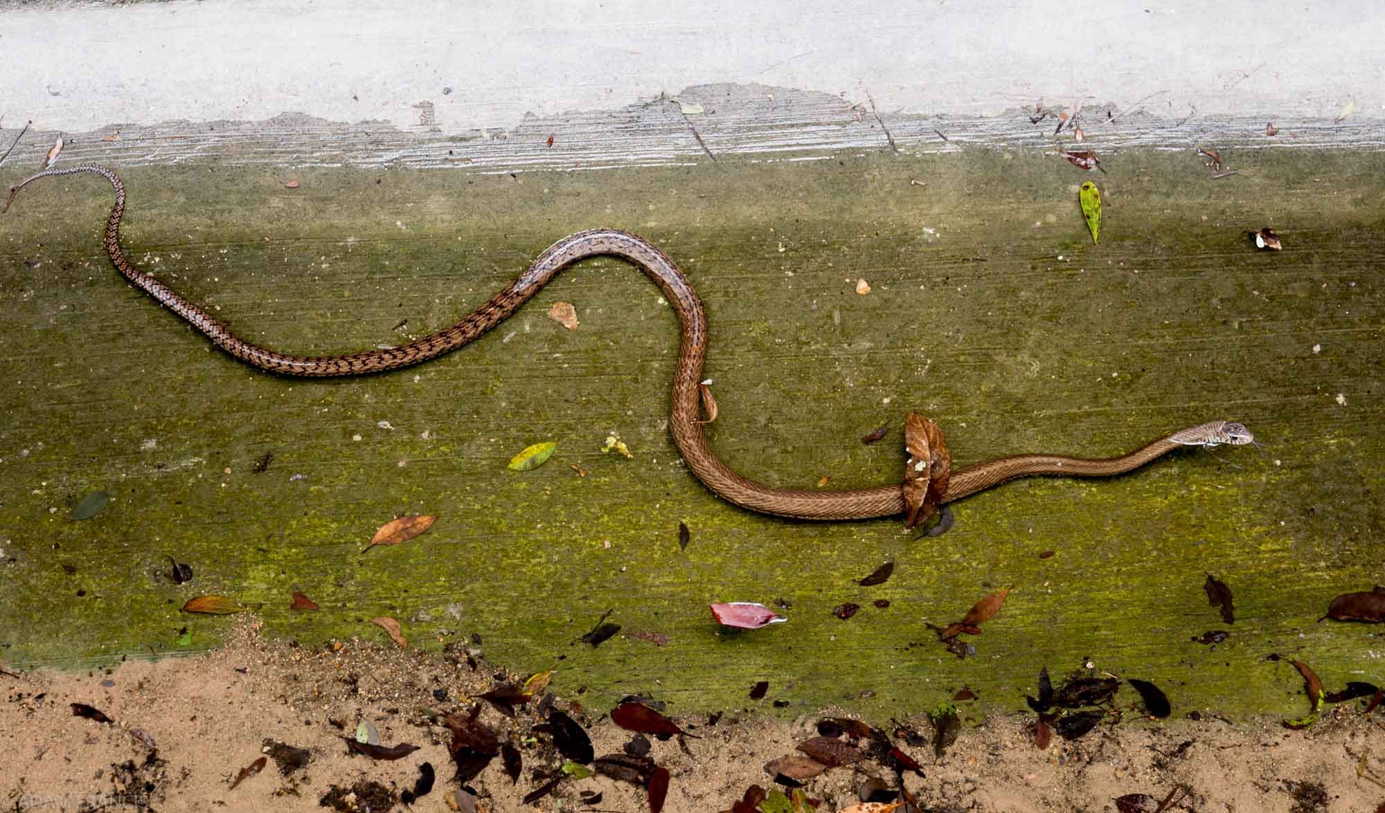 Copy of Common Rat Snake