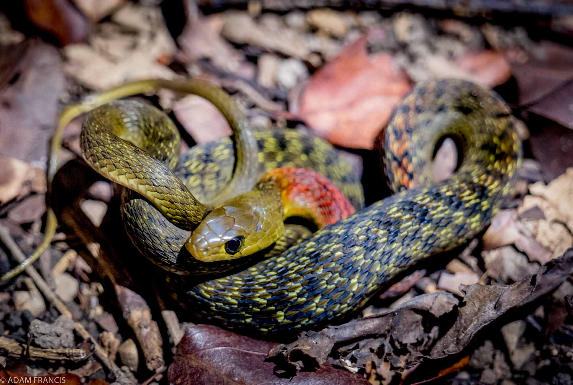 Copy of Red Neck Keelback
