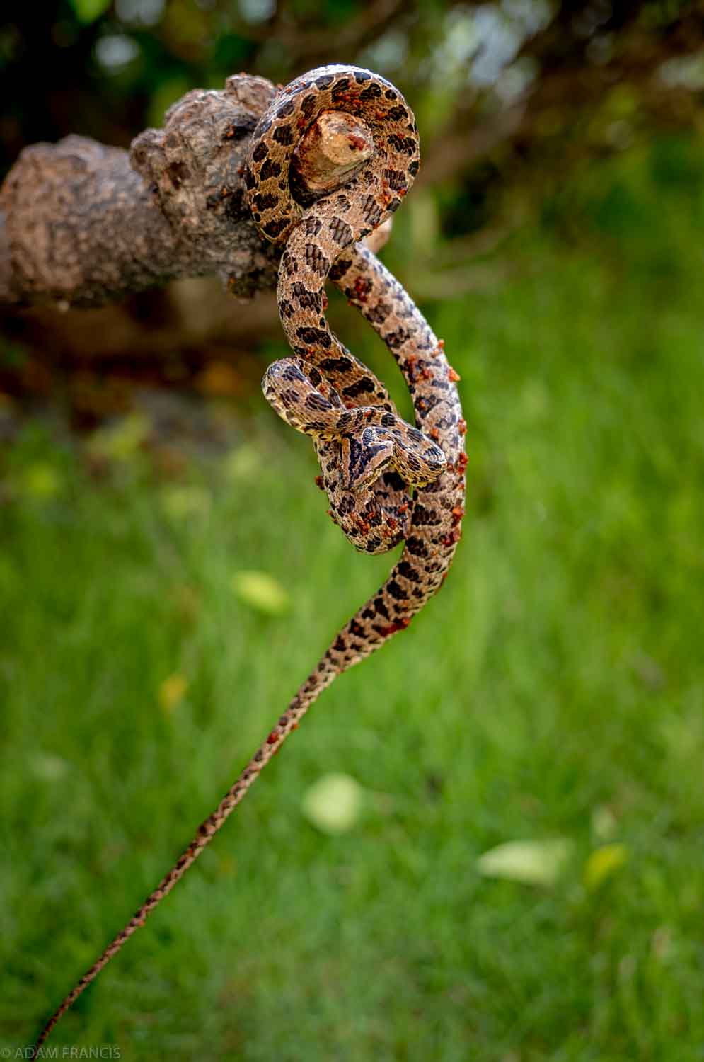 Copy of Many Spotted Cat Snake
