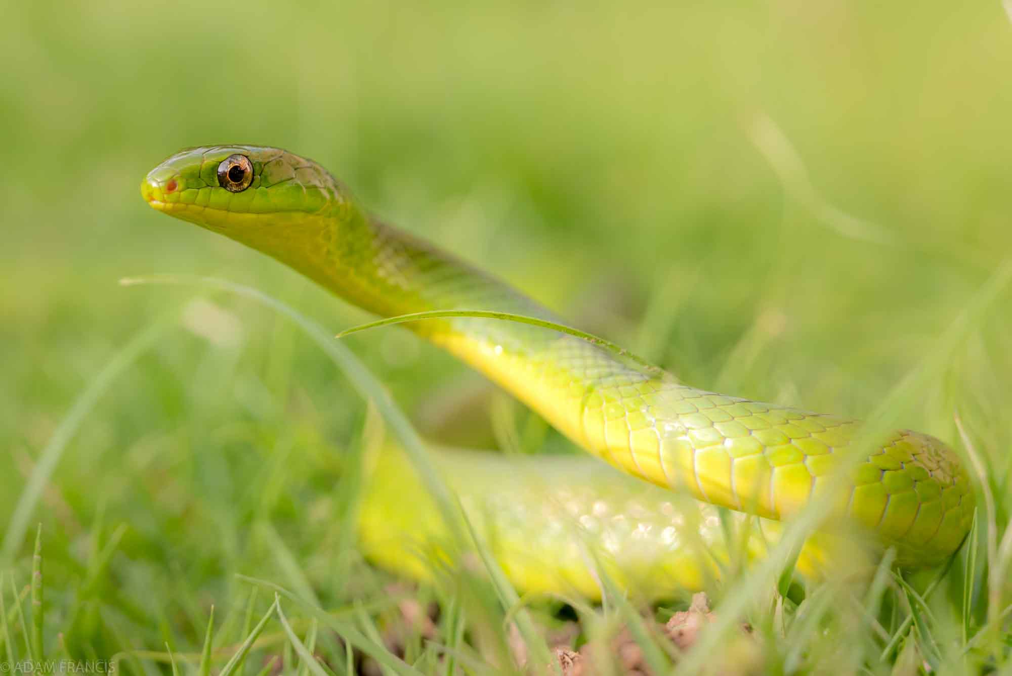 Greater Green Snake - Cyclophiops major