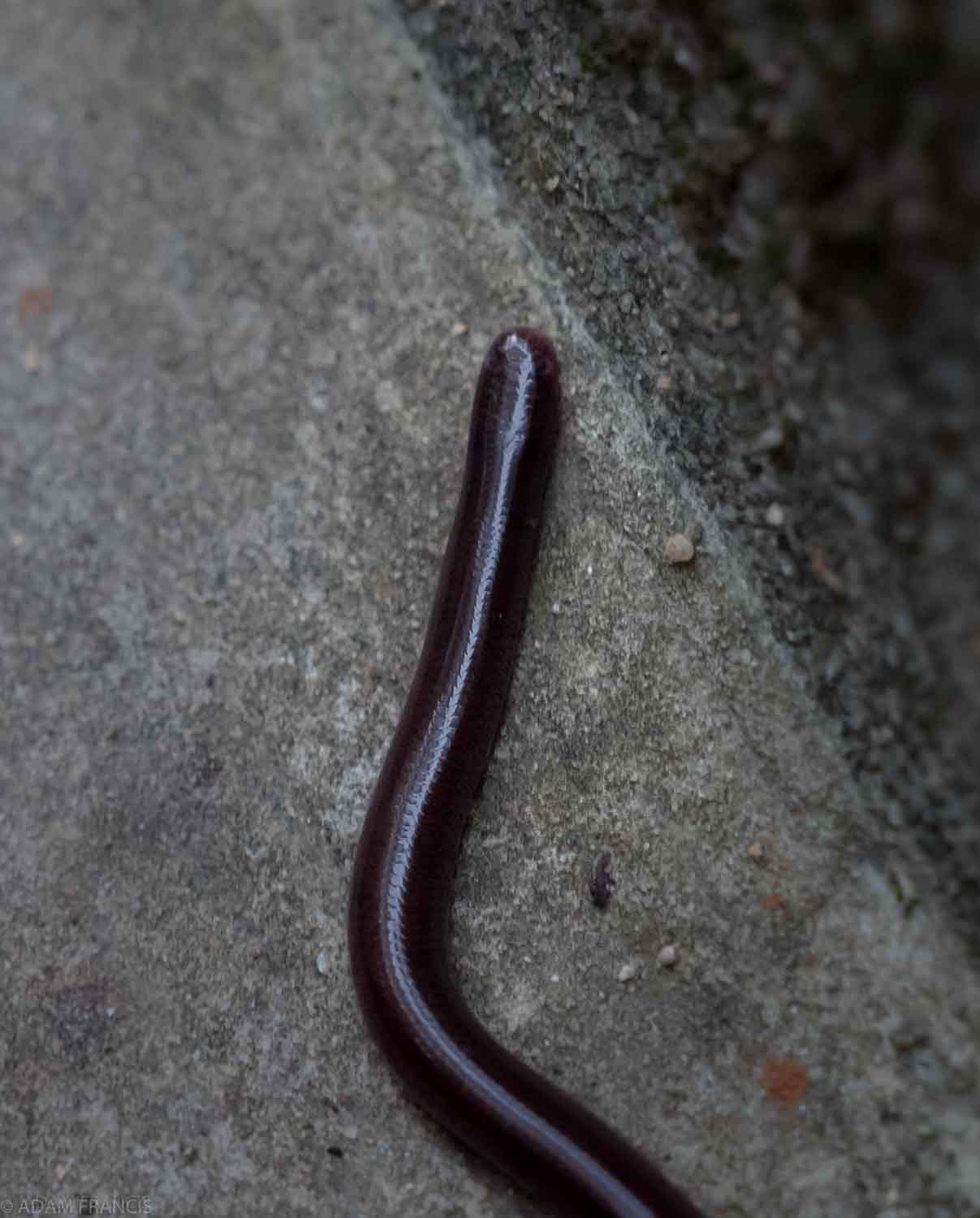 Common Blind Snake - Indotyphlops braminus