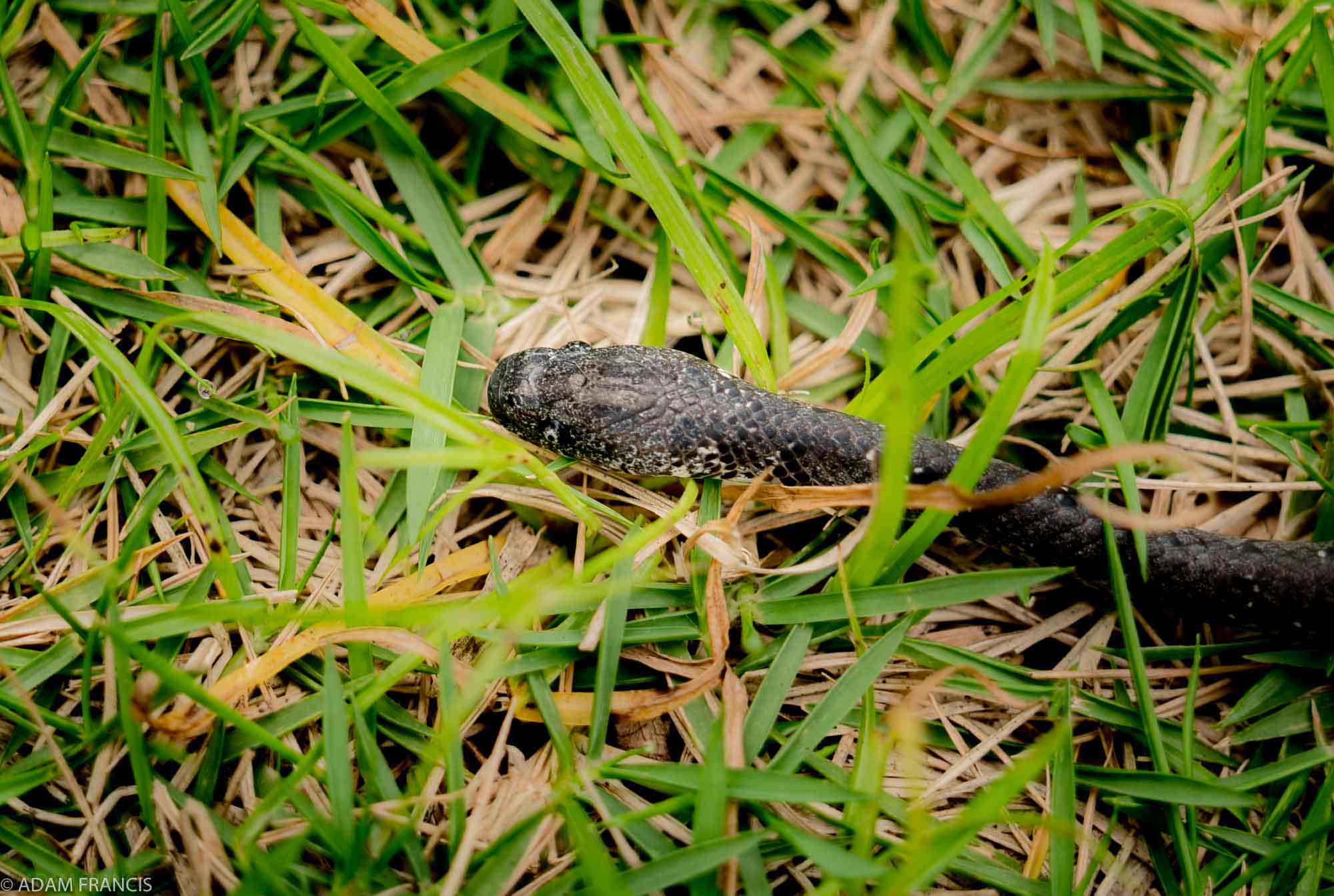 Copy of White Spotted Slug Snake