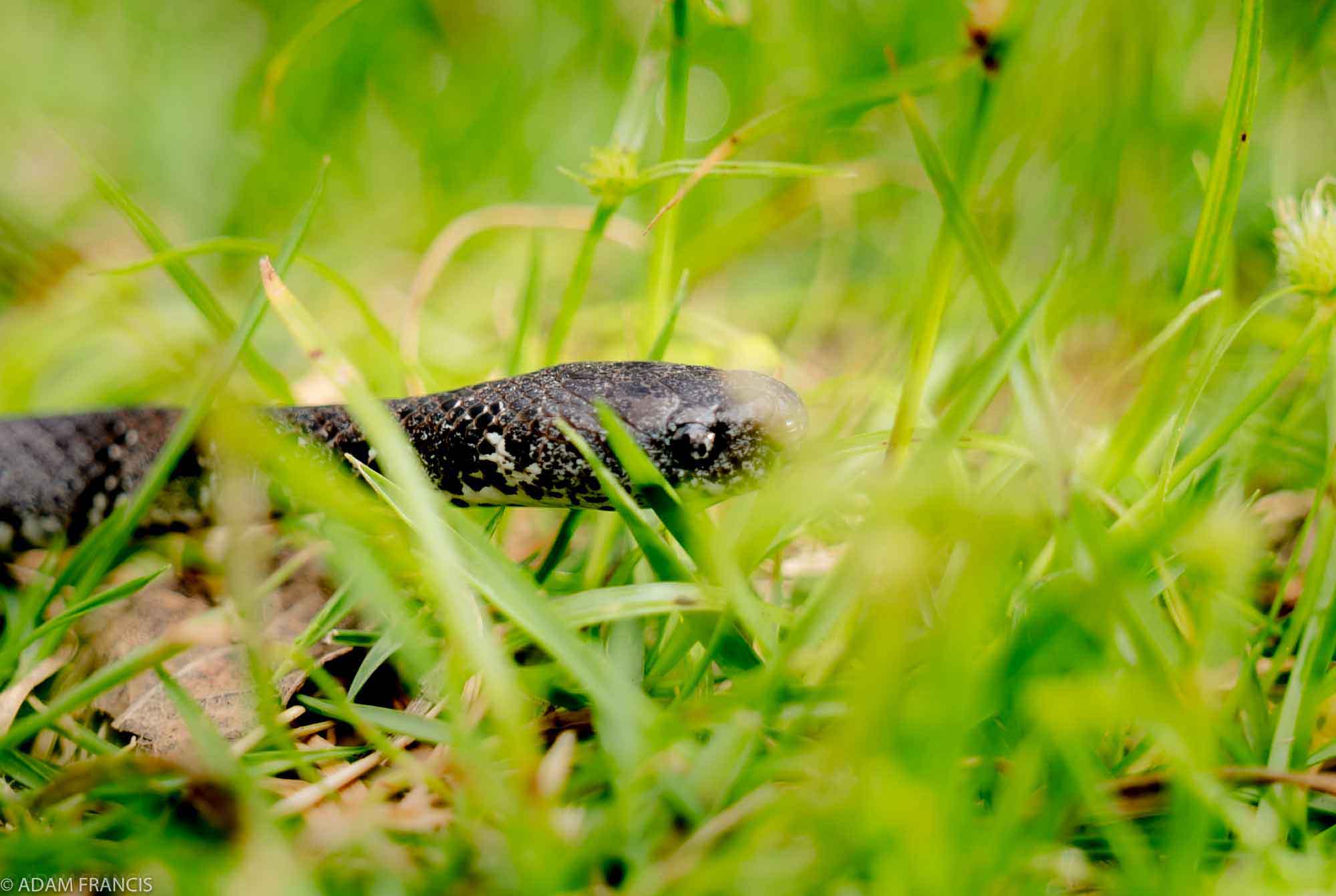 Copy of White Spotted Slug Snake