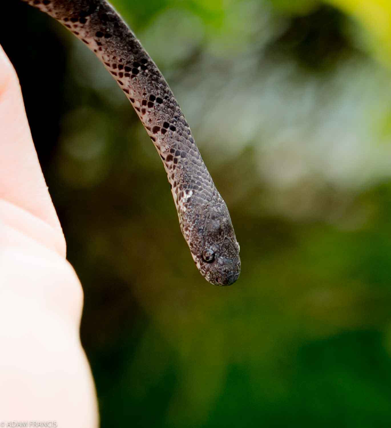 Copy of White Spotted Slug Snake