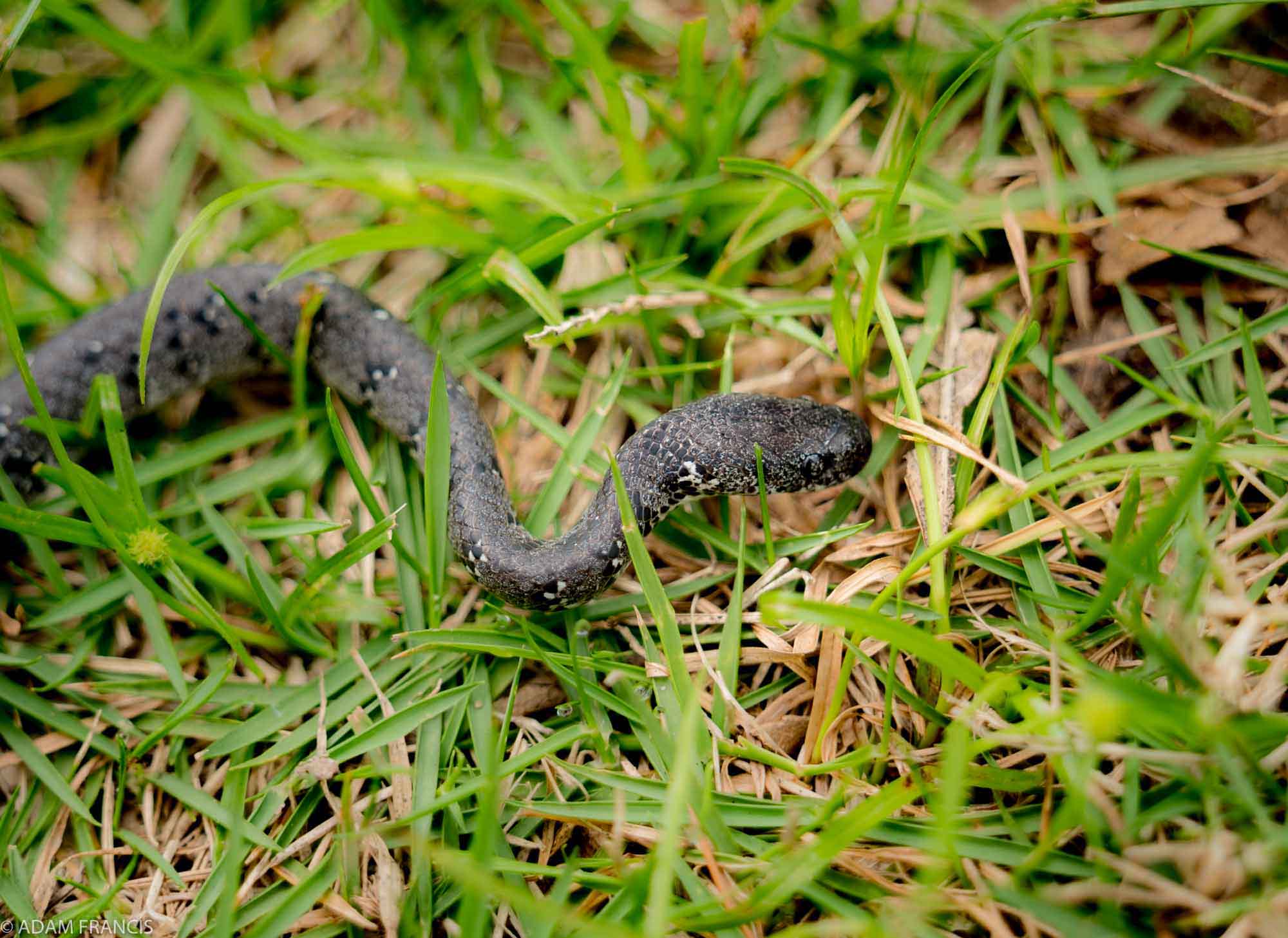 Copy of White Spotted Slug Snake