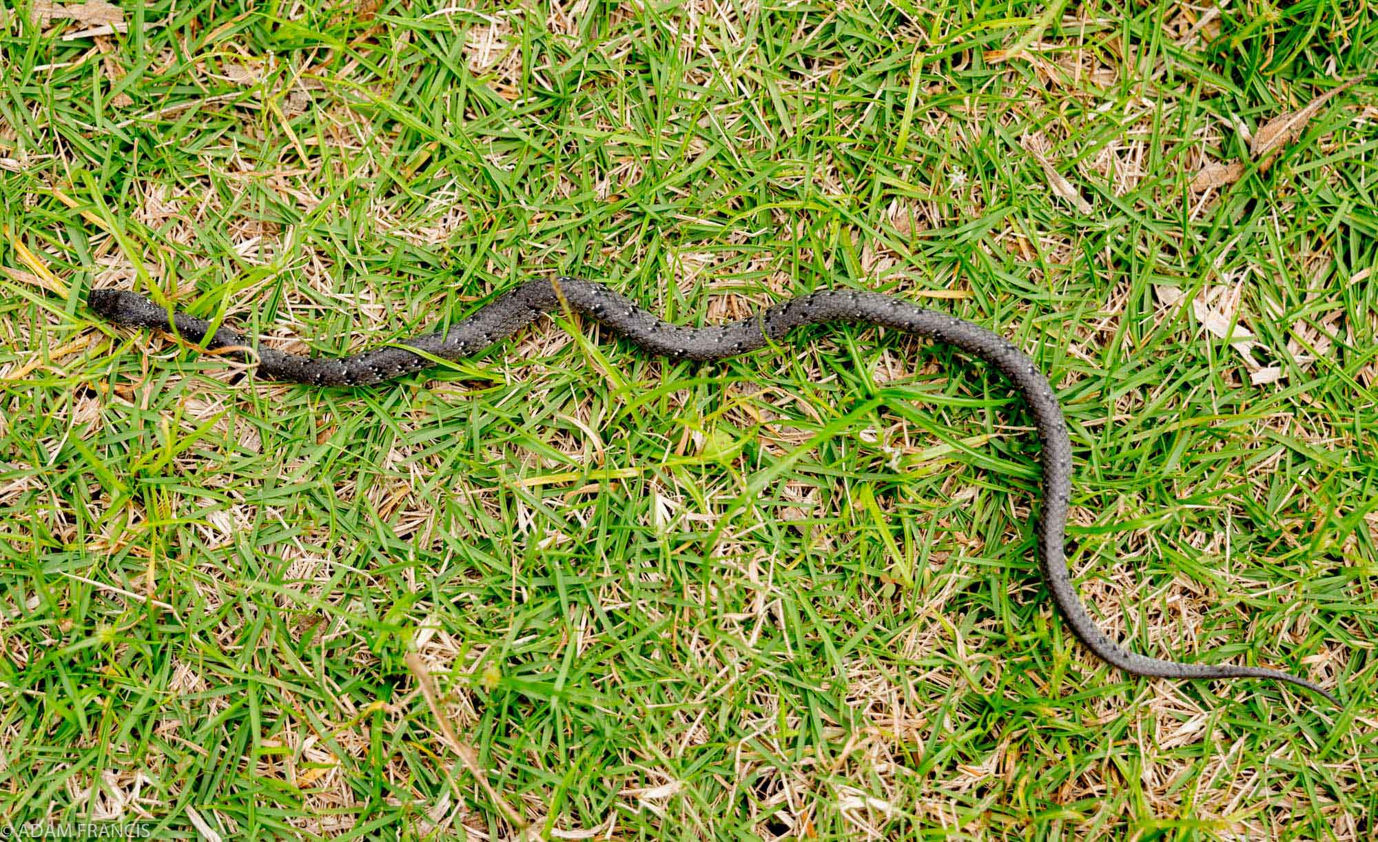 Copy of White Spotted Slug Snake