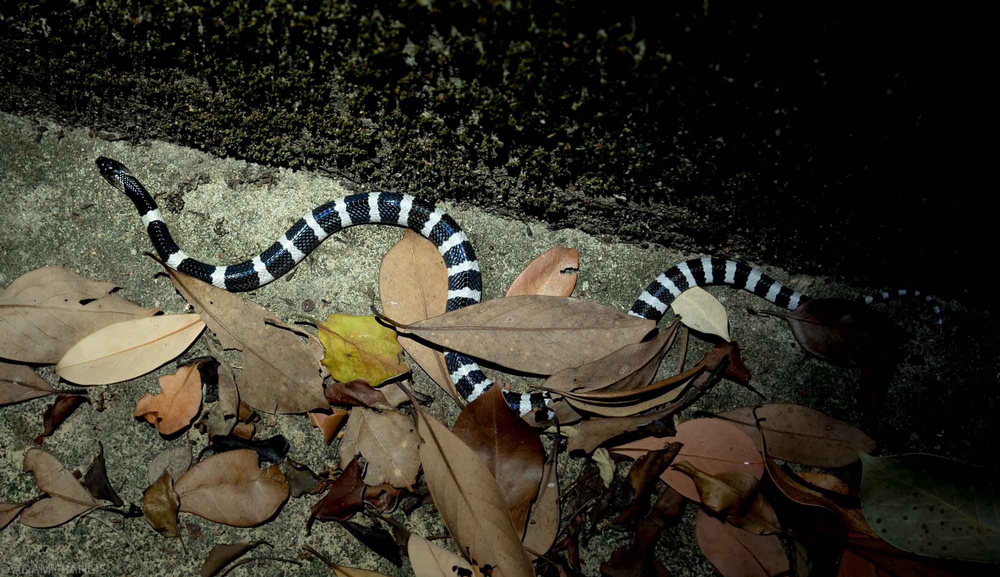 Many Banded Krait - Bungarus multicinctus