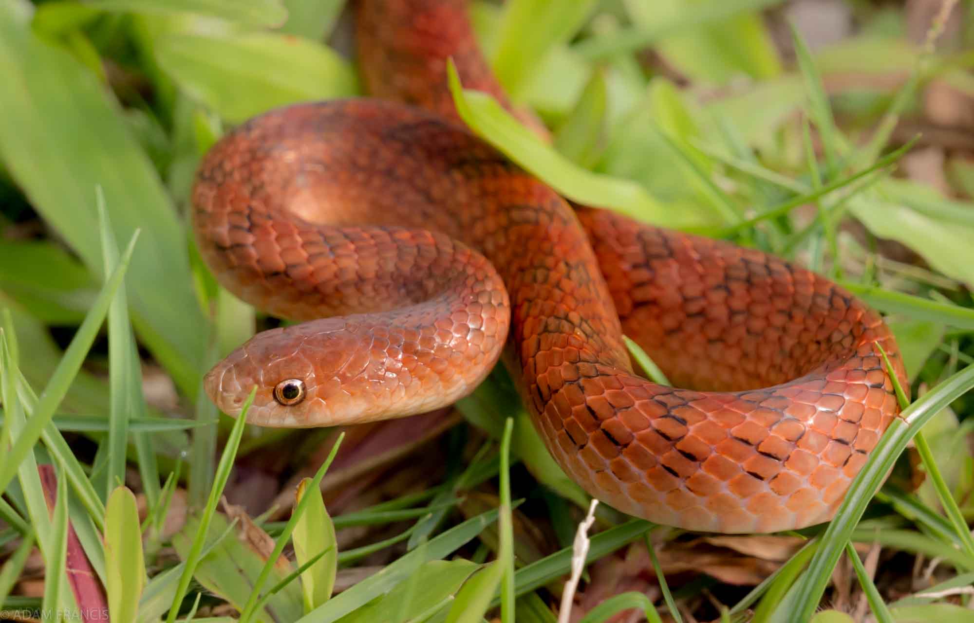 Golden Kukri - Oligodon cinereus cinereus