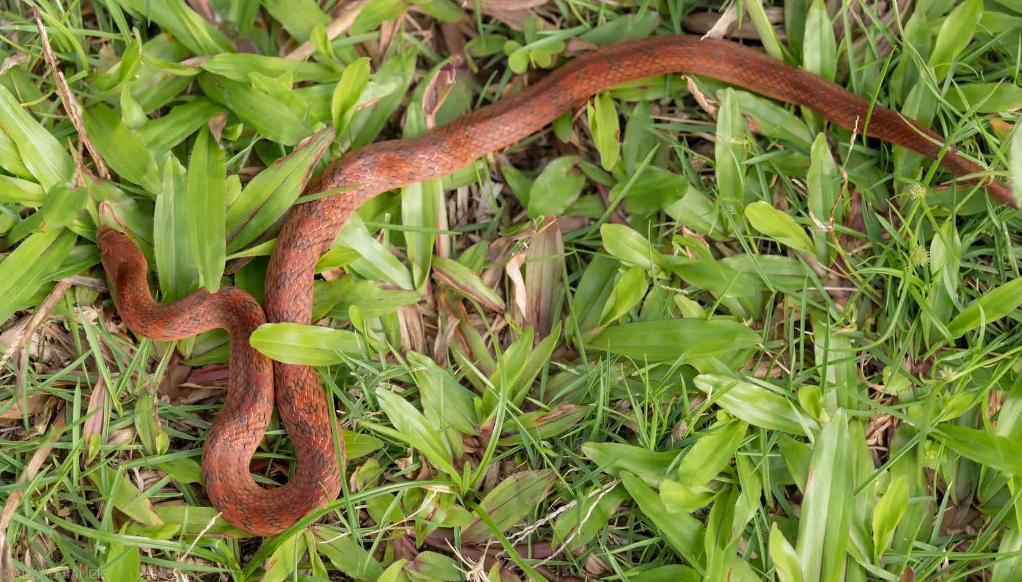 Copy of Golden Kukri