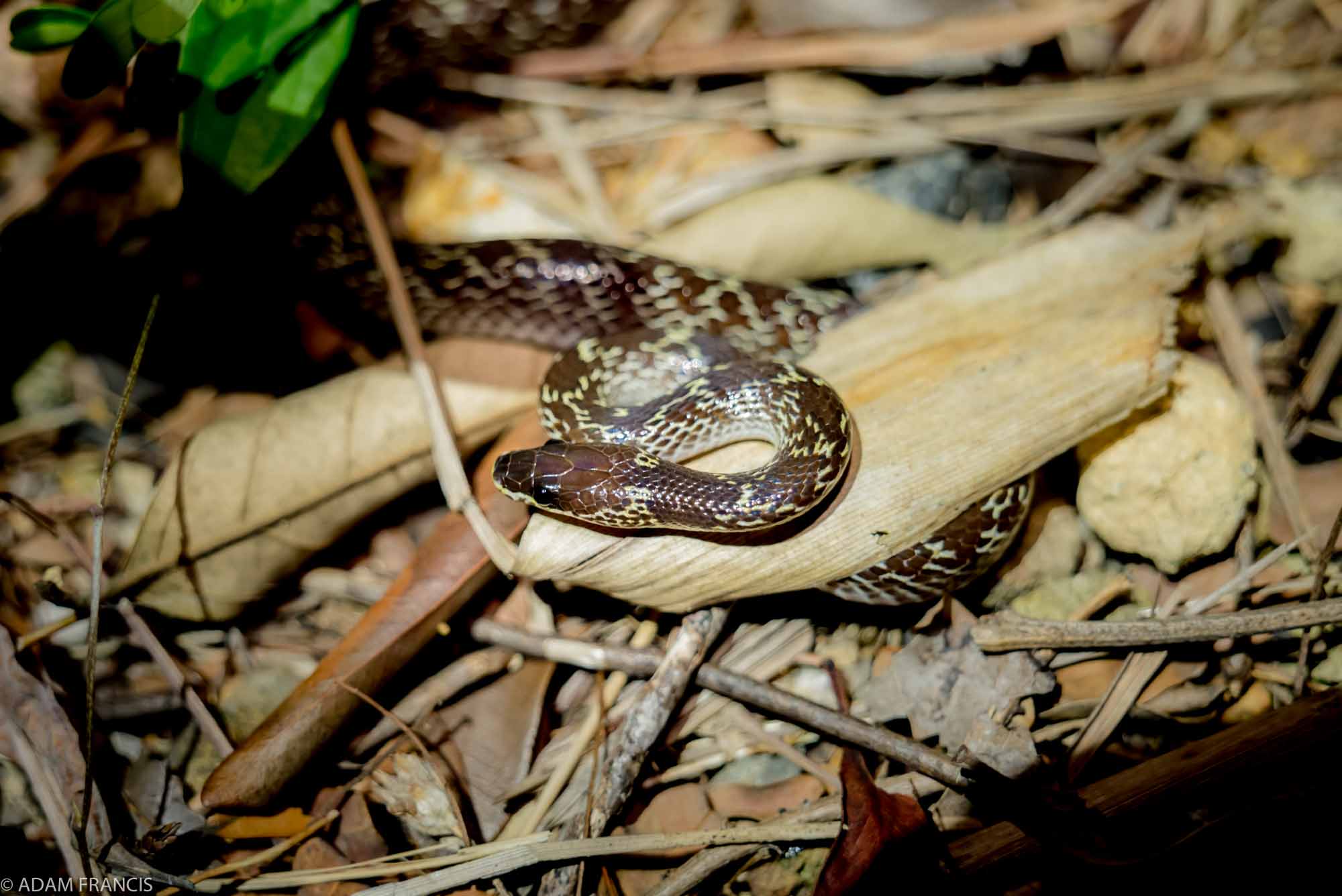 Copy of Common Wolf Snake