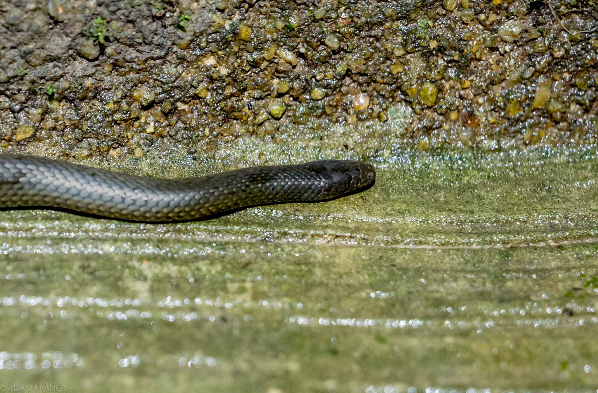 Copy of Anderson's Stream Snake