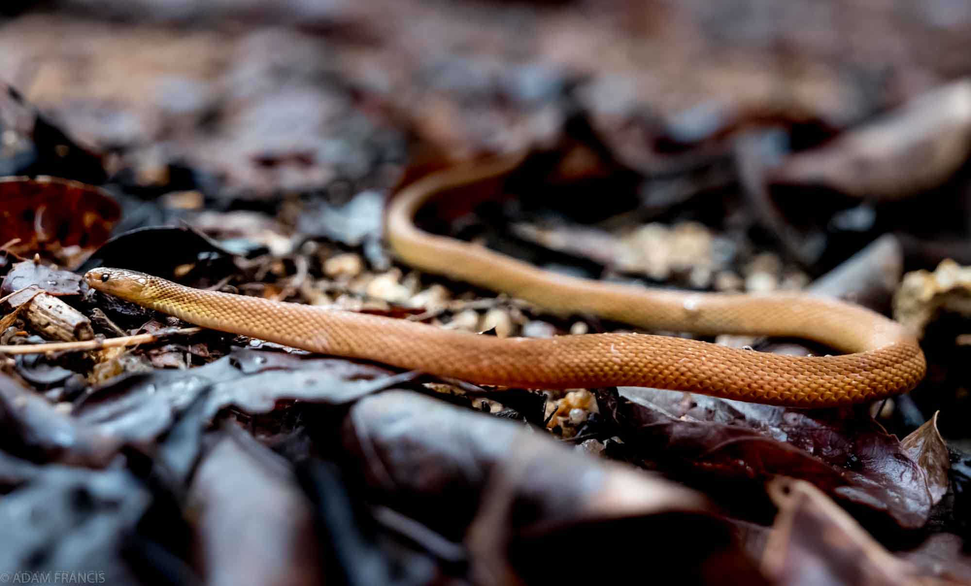Burrowing Rufous Snake - Achalinus rufescens