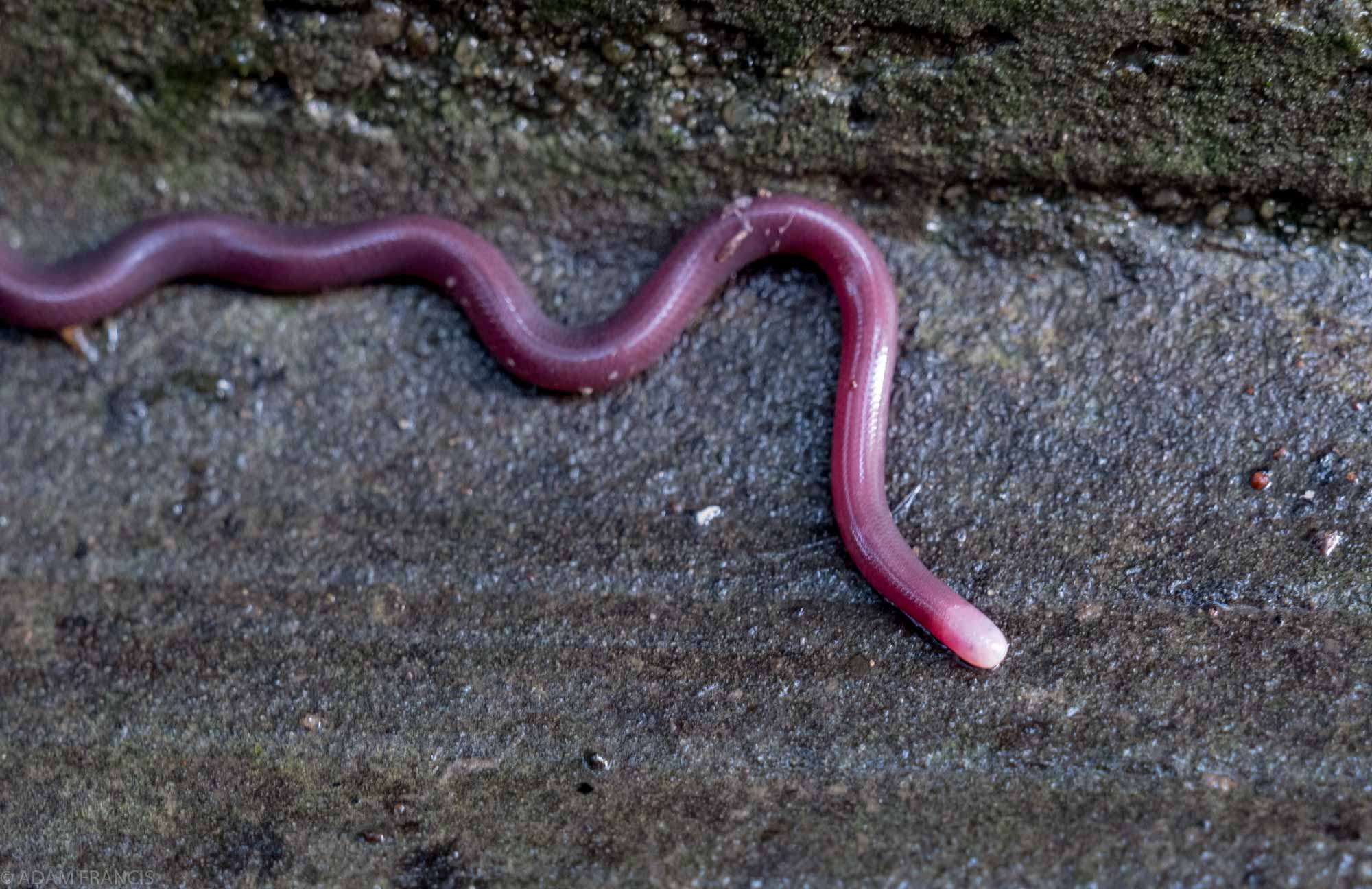 Copy of White-headed & Lazell's Blind Snake