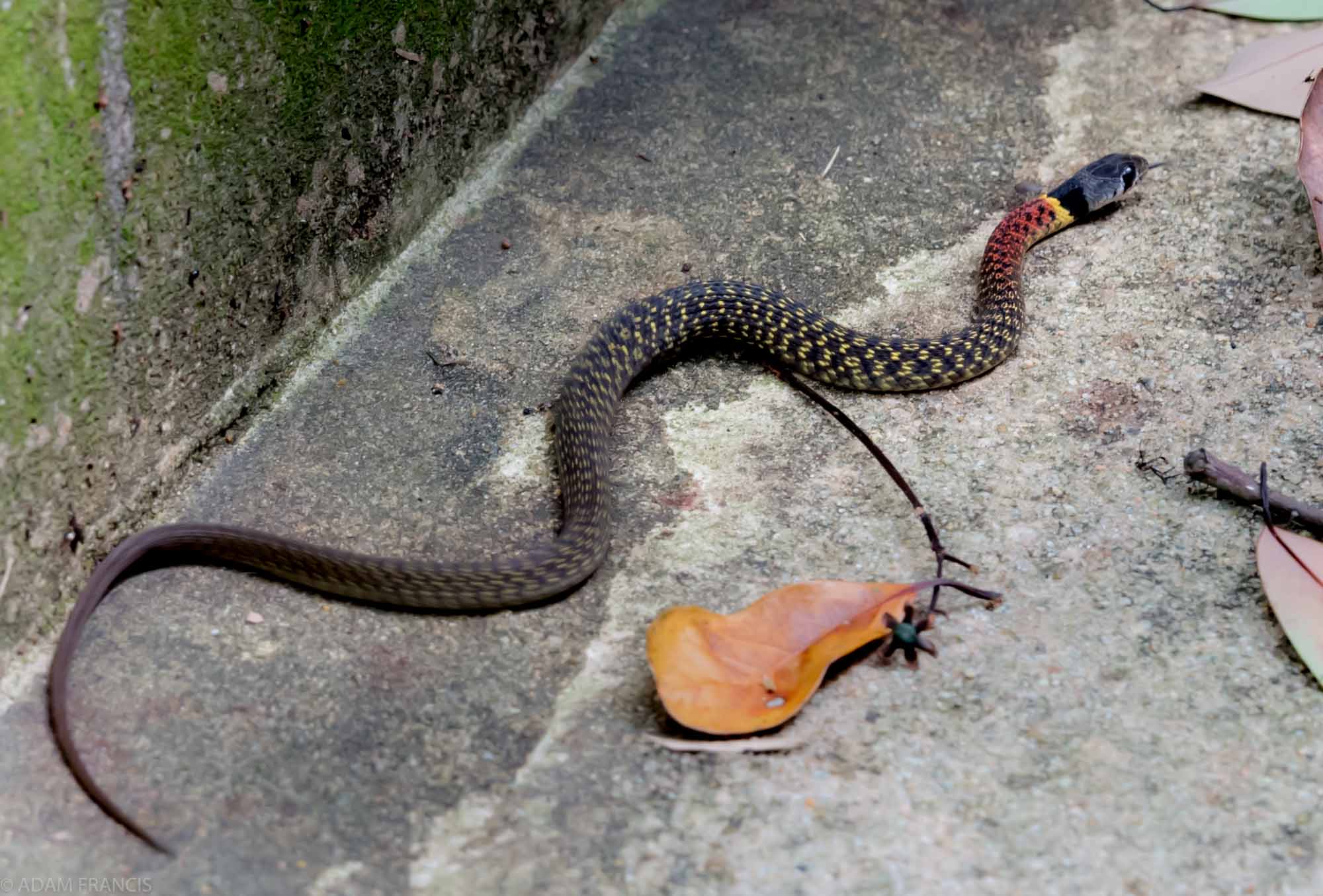 Copy of Red Neck Keelback - Juvenile