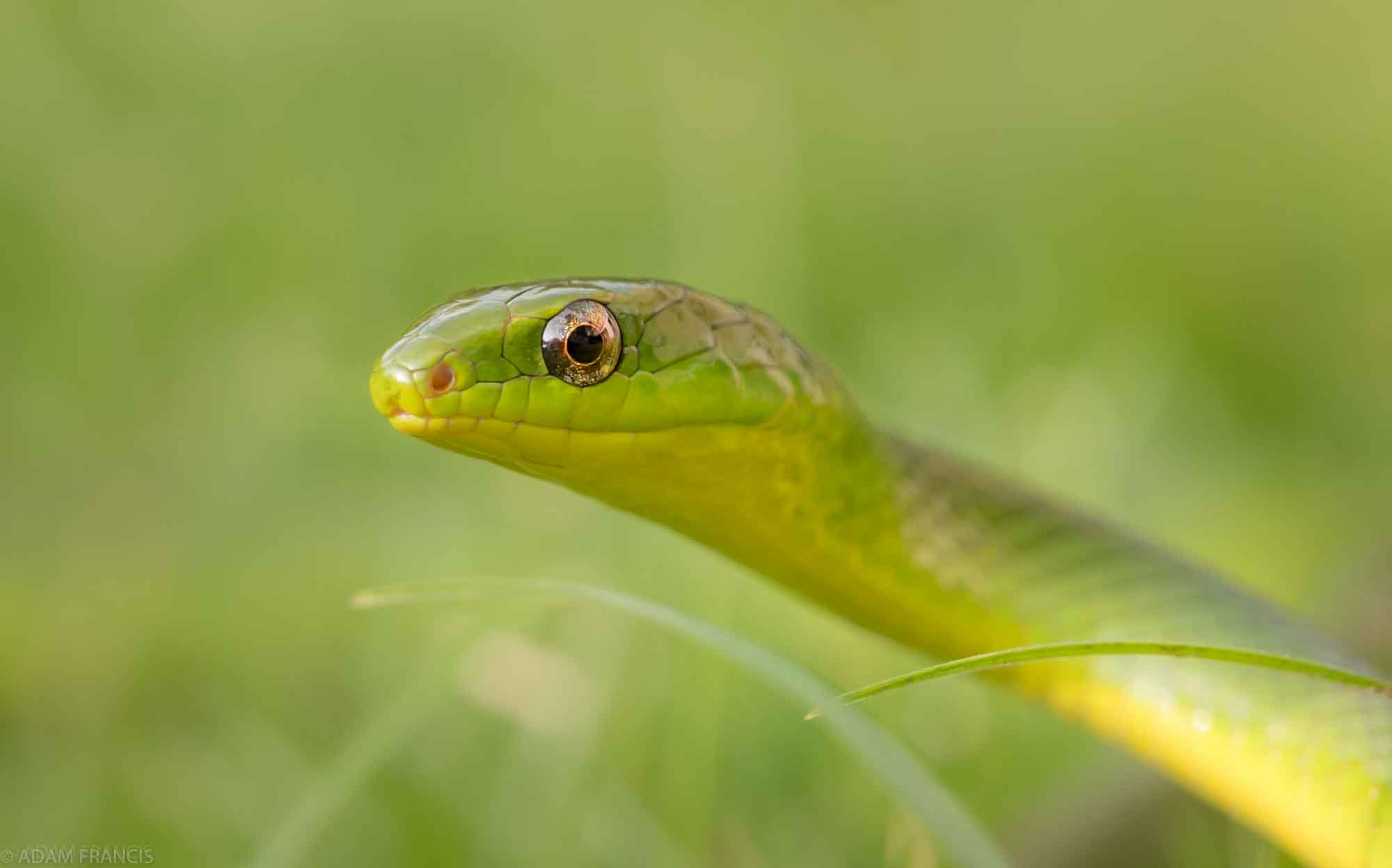 Greater Green Snake - Cyclophiops major