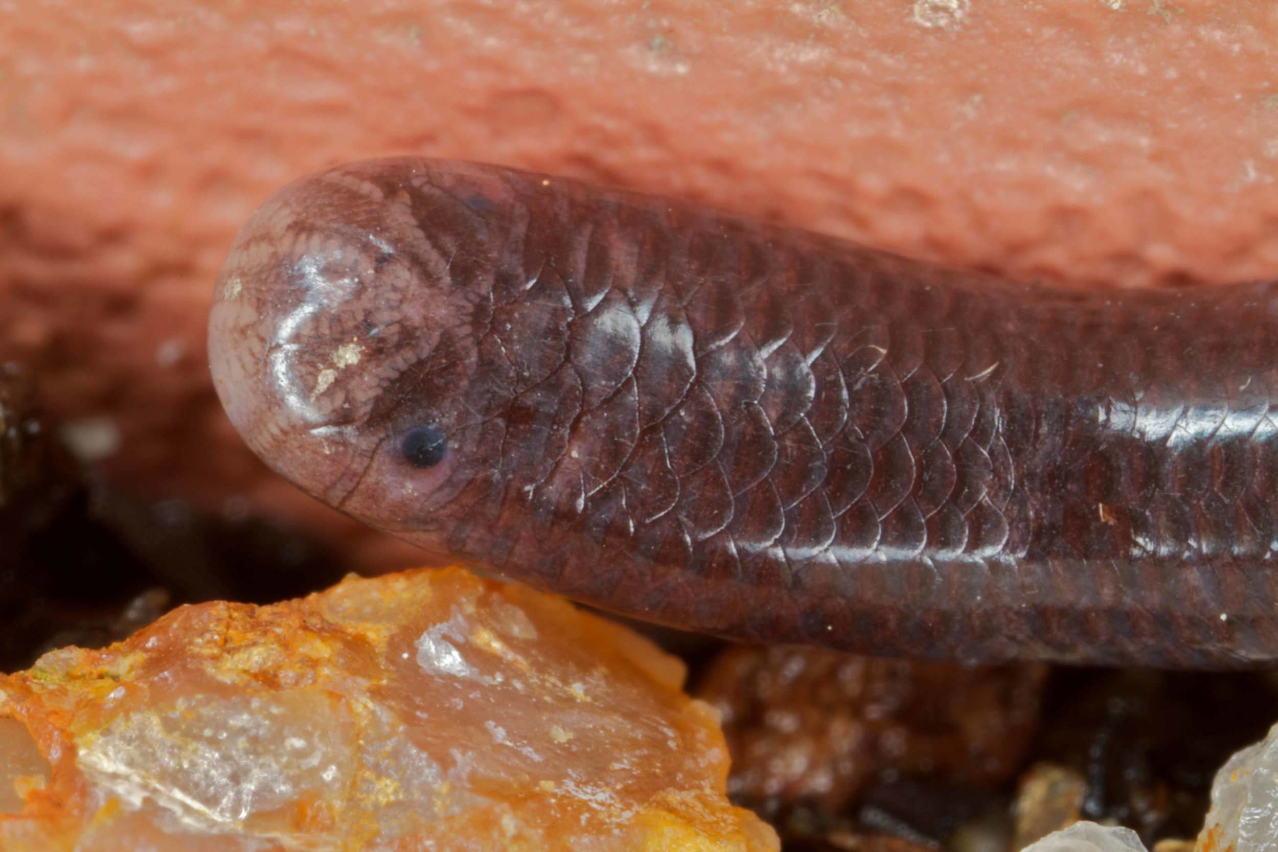 Copy of Common Blind Snake