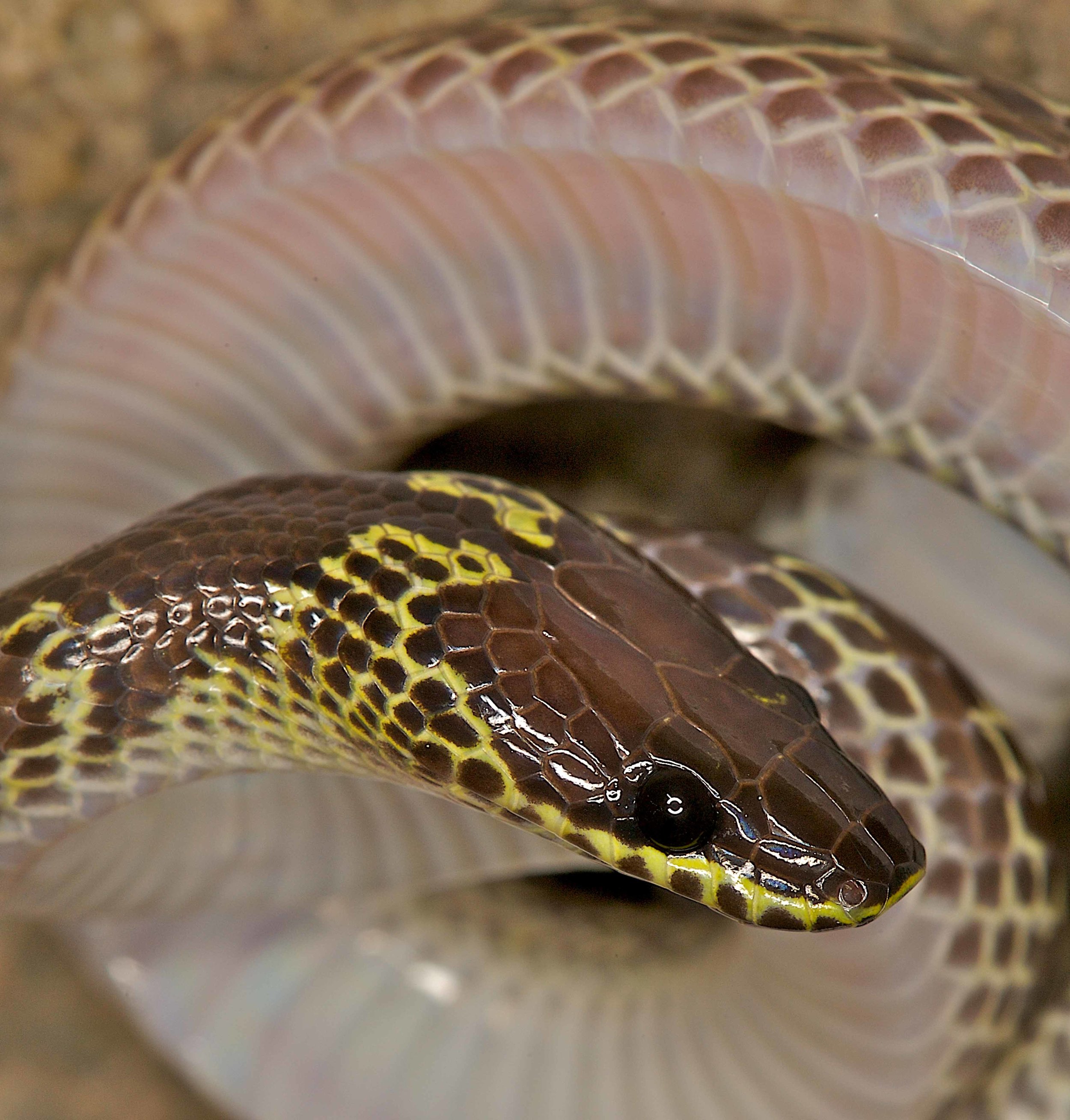 Copy of Common Wolf Snake