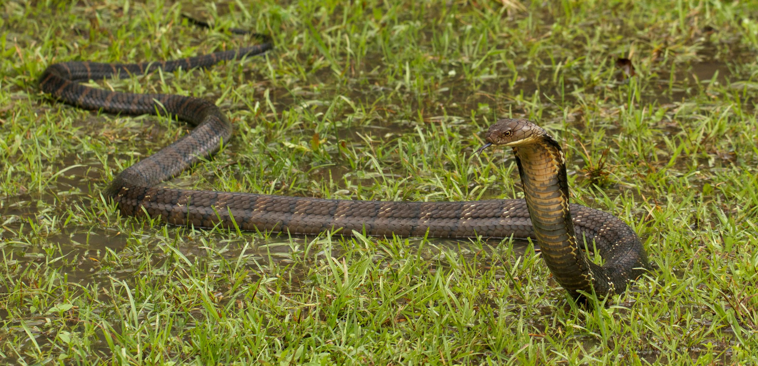 King Cobra - Ophiophagus hannah