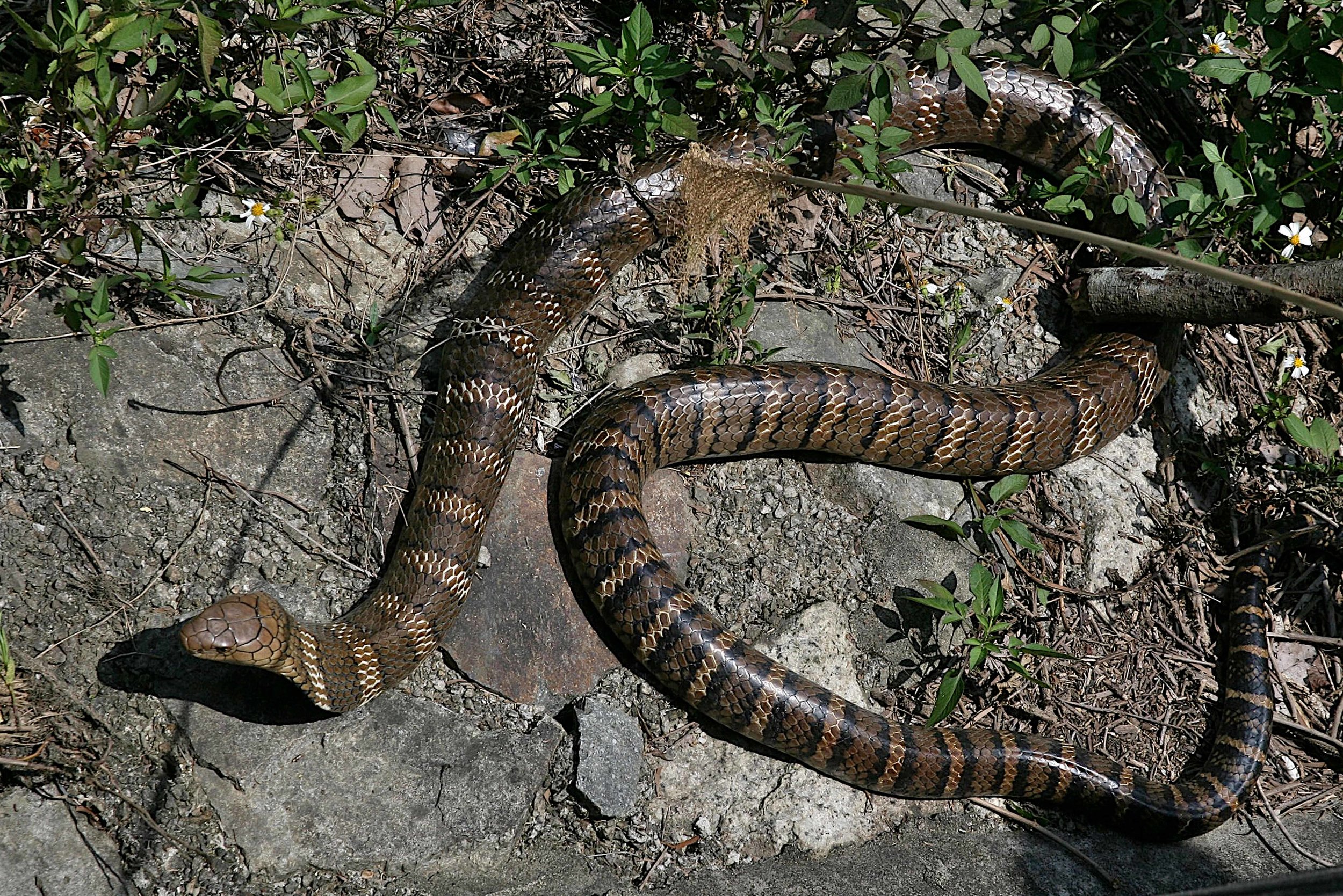 Copy of King Cobra