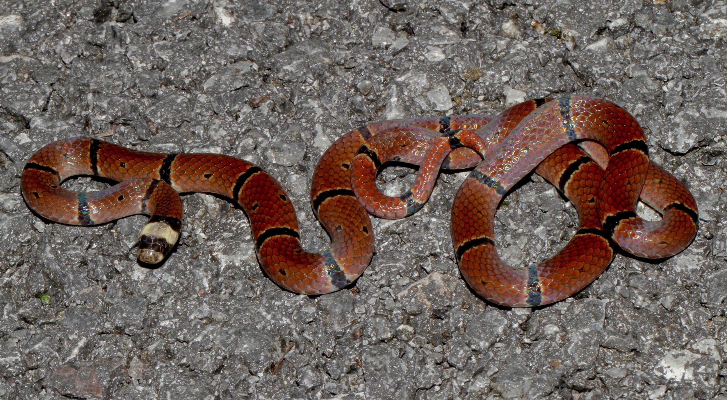 Copy of McClelland's Coral Snake