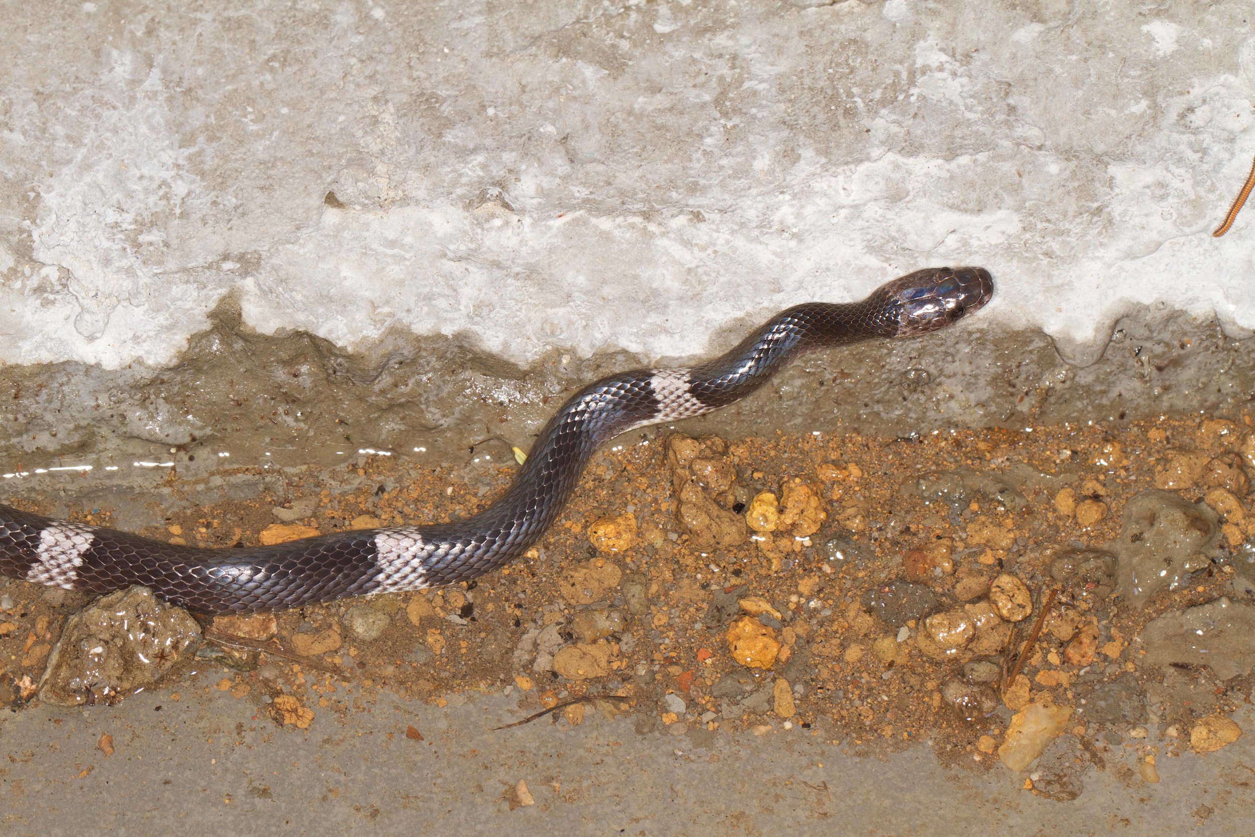 Copy of Banded Wolf Snake