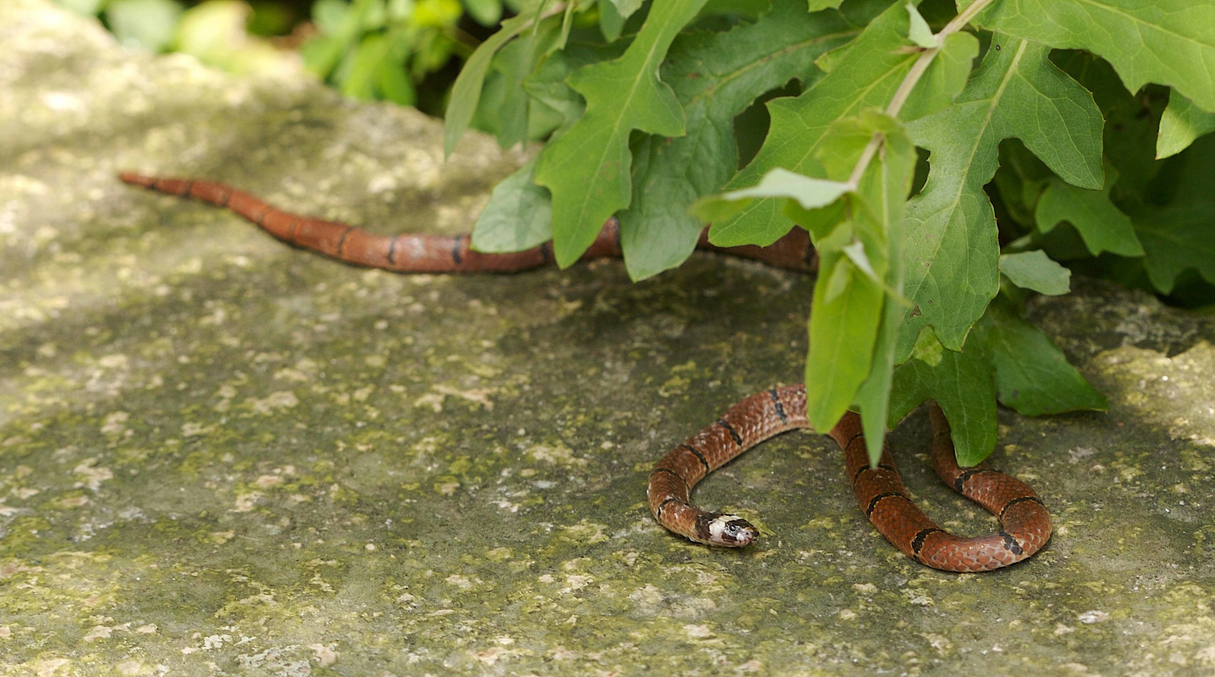 Copy of McClelland's Coral Snake