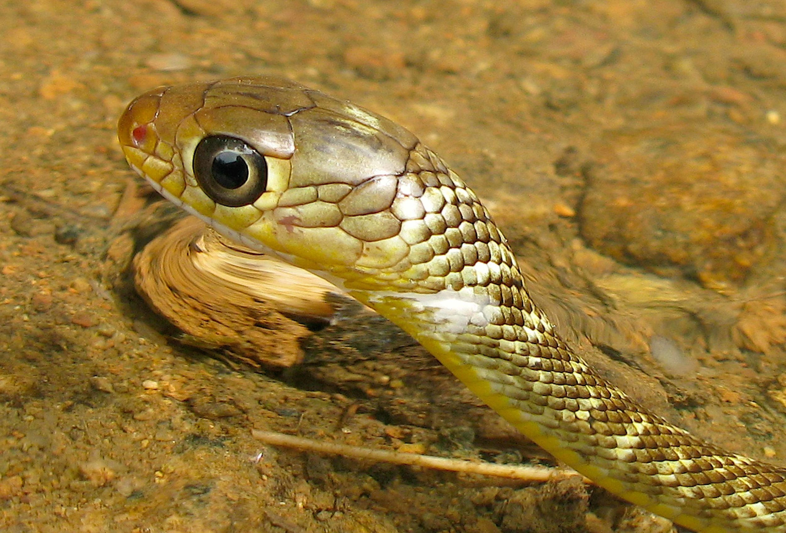 Copy of Into Chinese Rat Snake - Juvenile