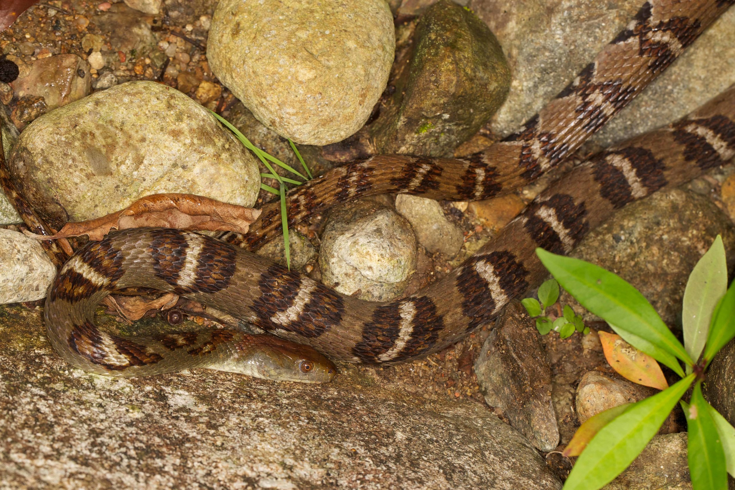 Copy of Diamond-back Water Snake