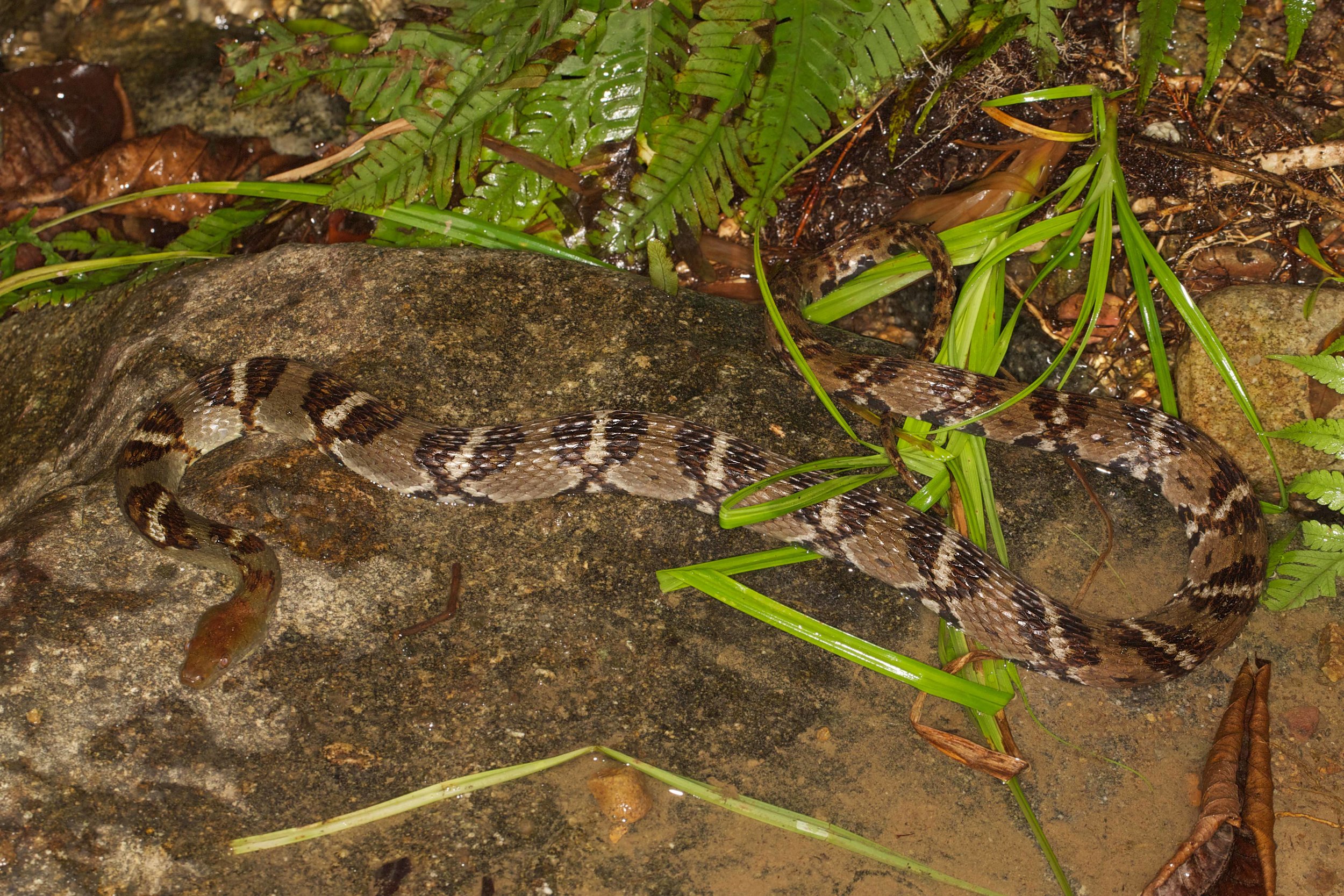 Copy of Diamond-back Water Snake