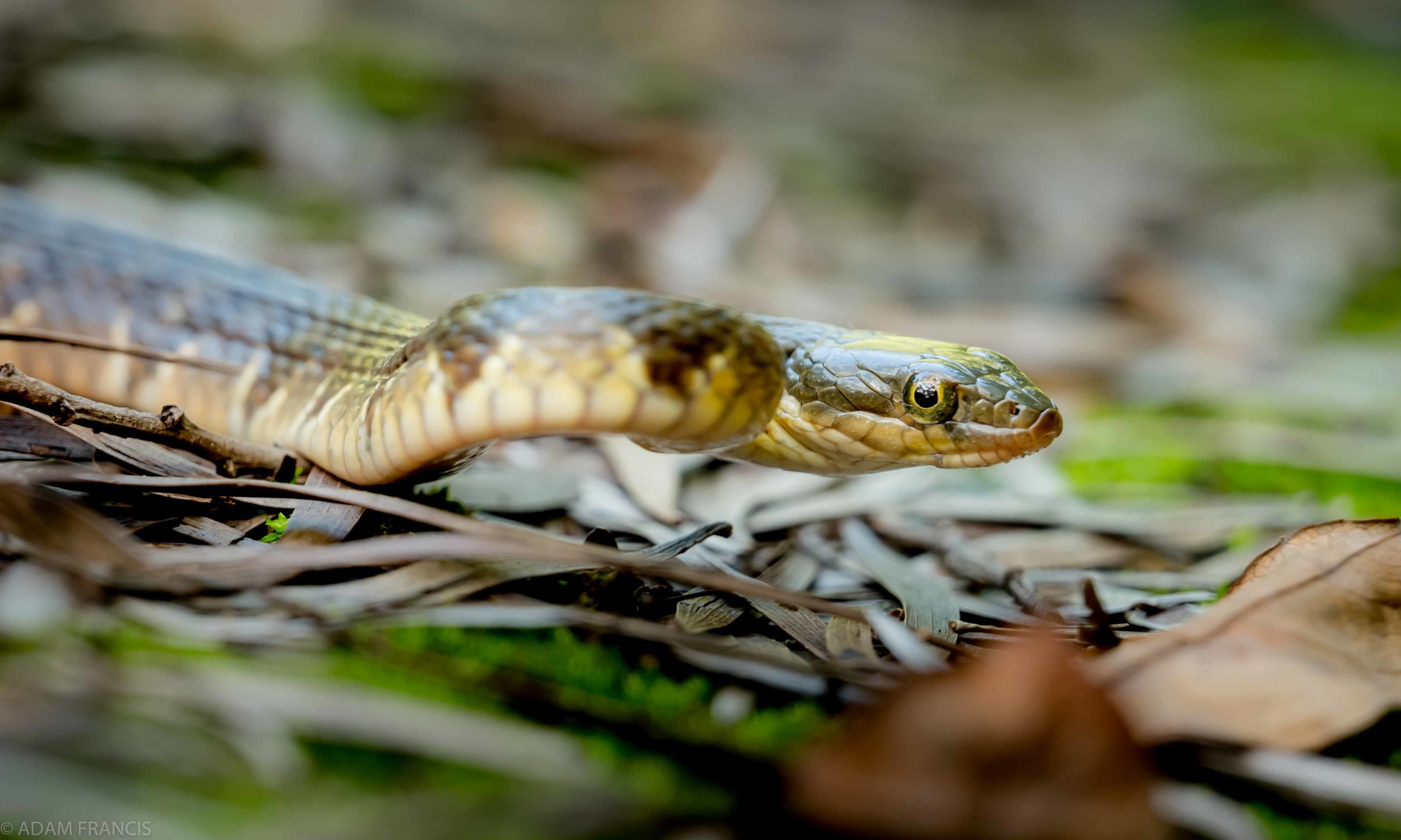 Copy of Mountain Water Snake