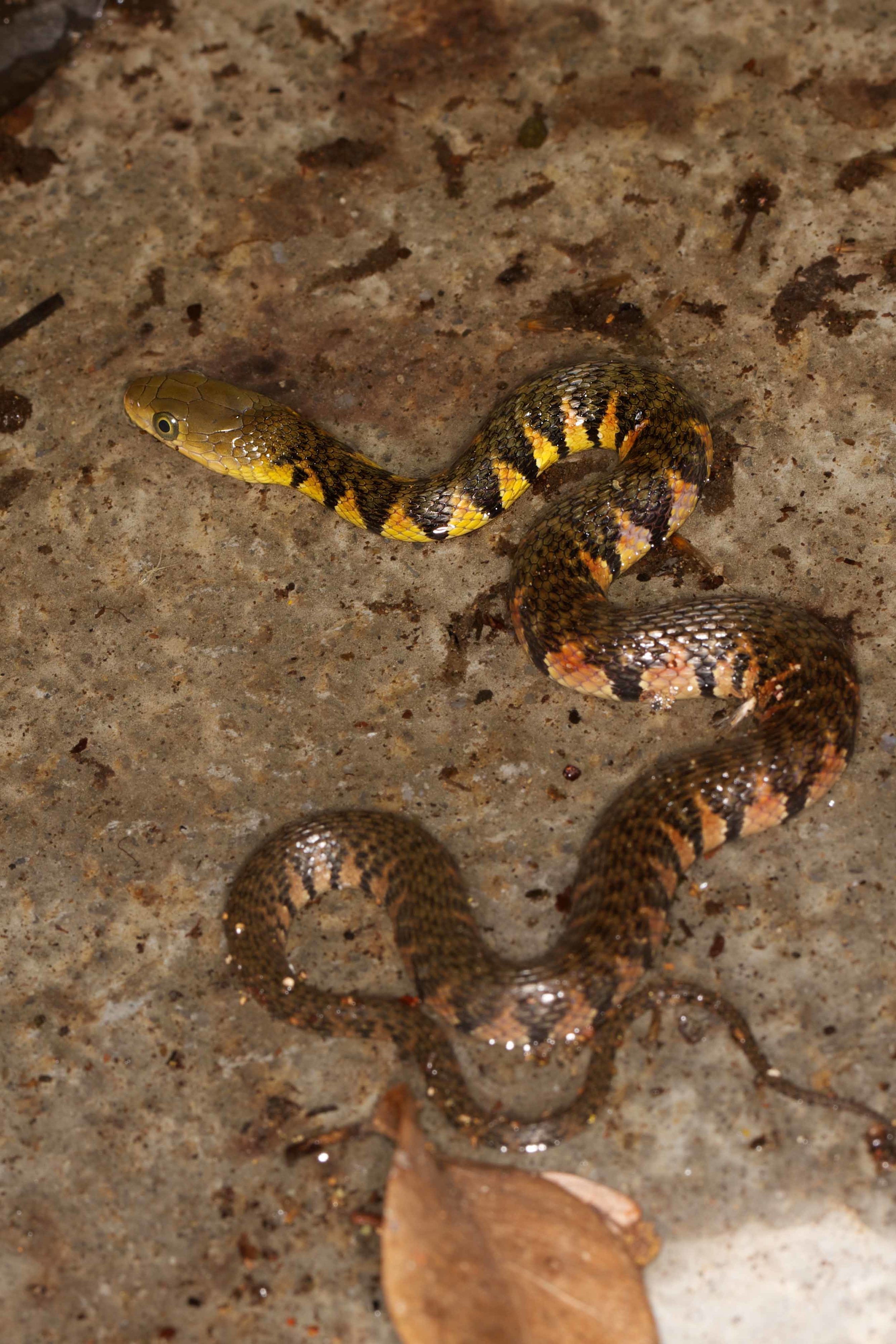 Copy of Mountain Water Snake - Juvenile