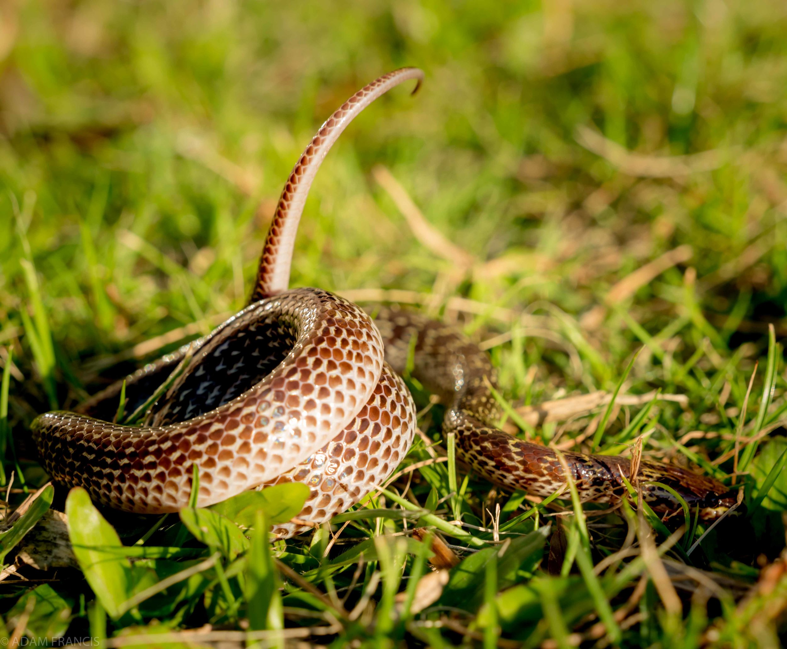 Common Wolf Snake - Lycodon capucinus