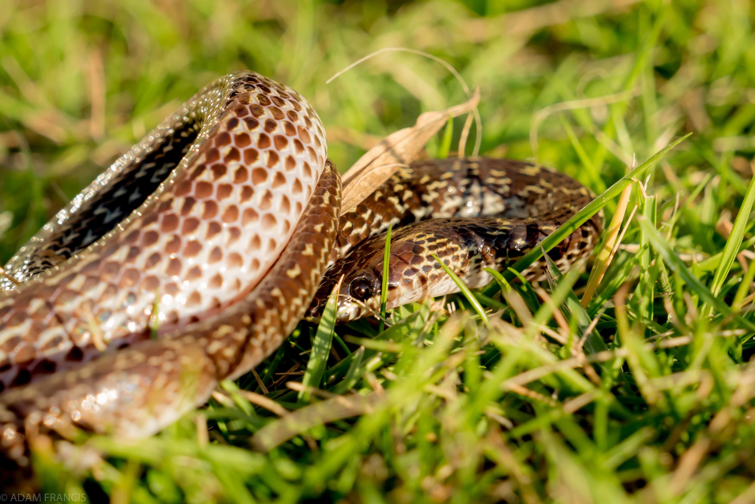 Copy of Common Wolf Snake