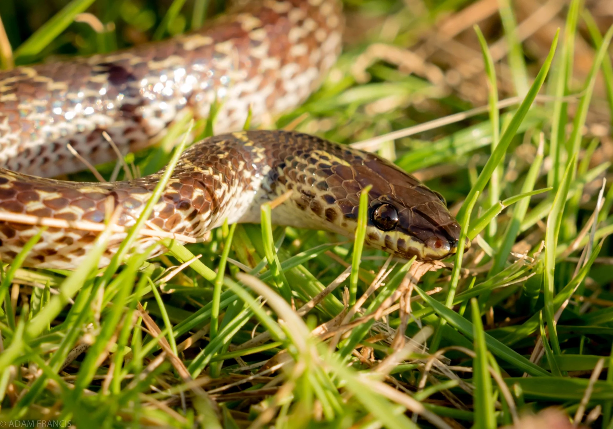 Copy of Common Wolf Snake