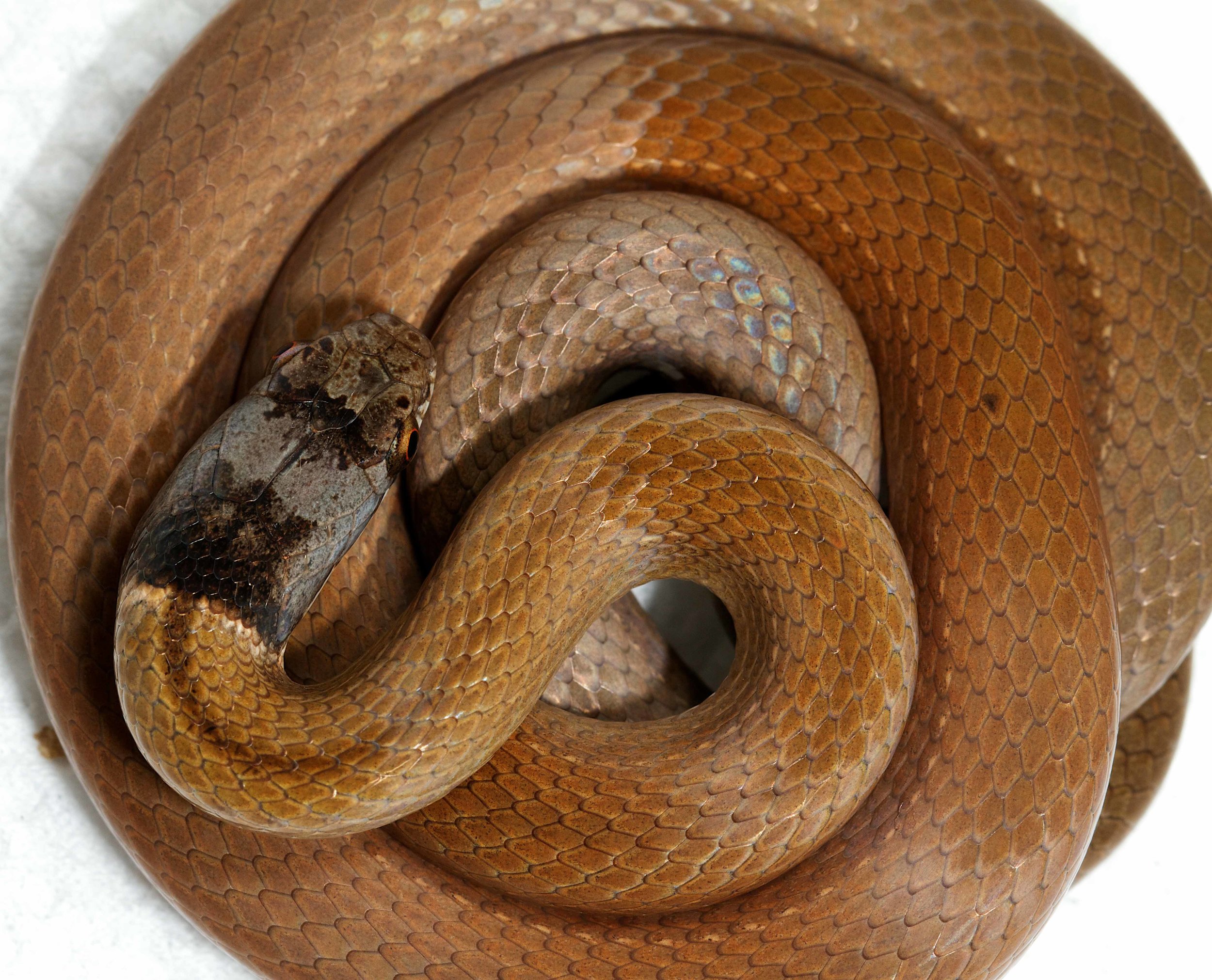 Copy of Chinese Mountain Snake