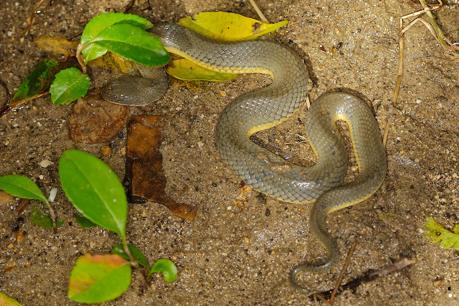 鉛色水蛇 Hongkongsnakeid Com