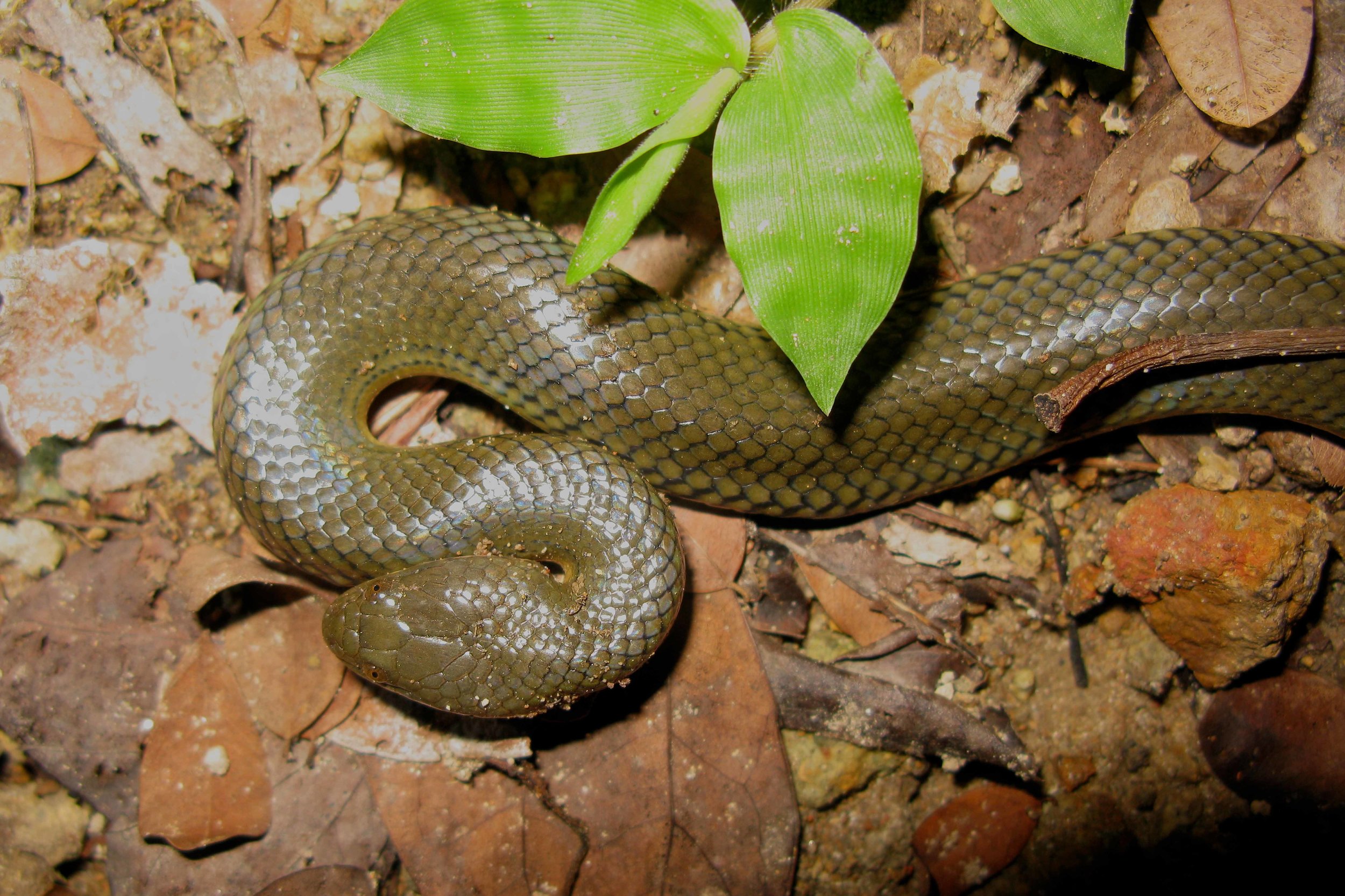 Copy of Plumbeous Water Snake
