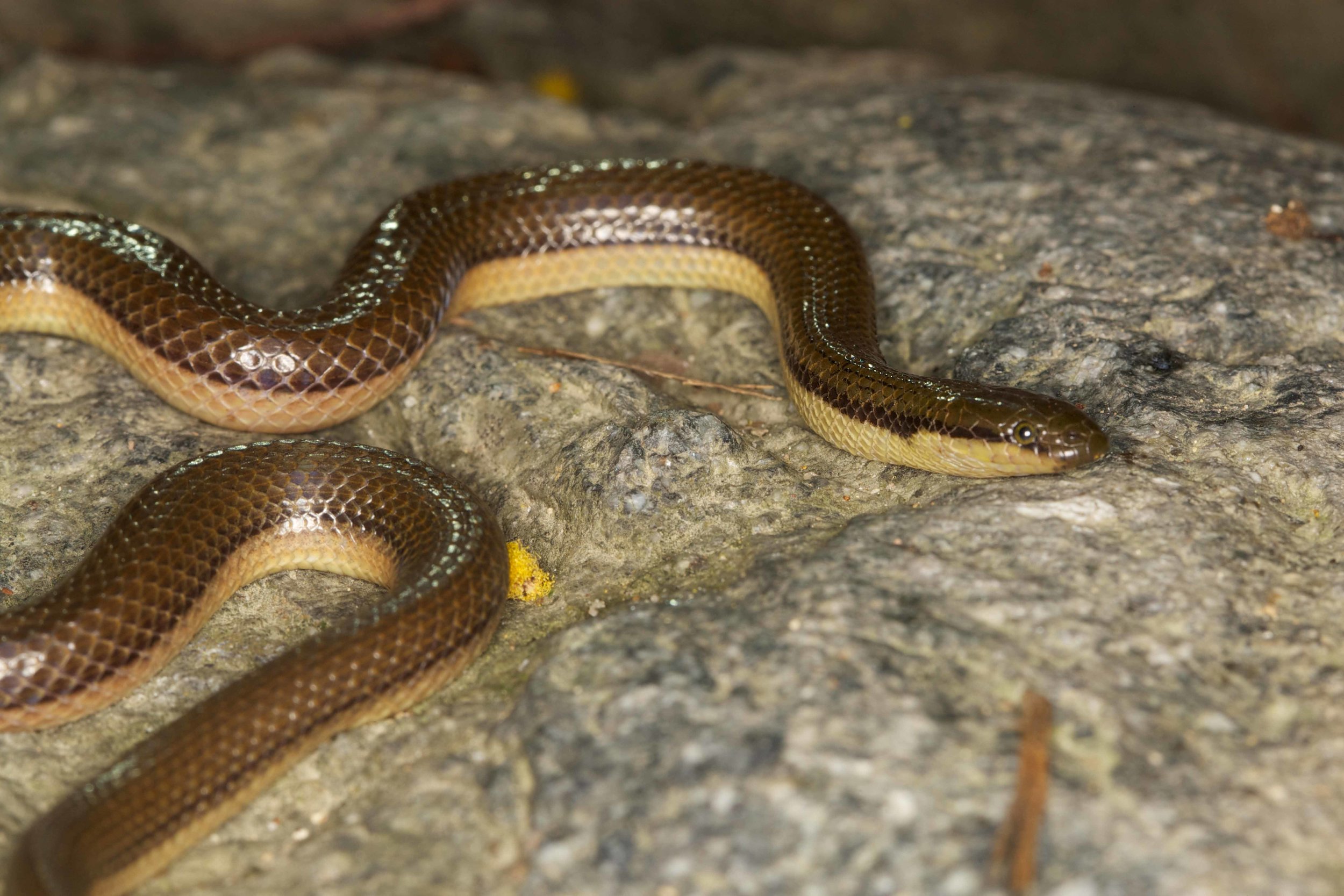 Copy of Bicoloured Stream Snake