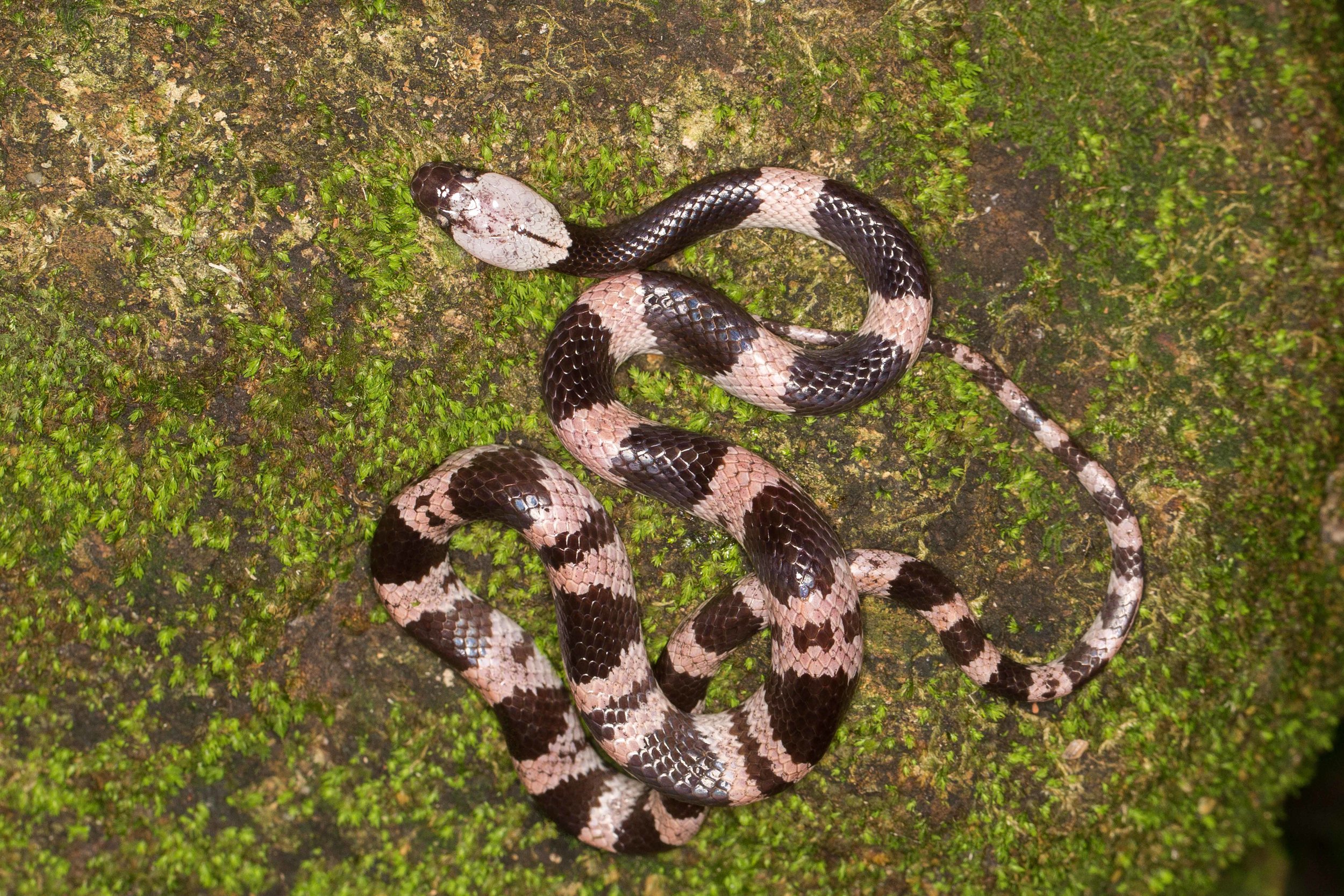 Copy of Futsing Wolf Snake - Juvenile