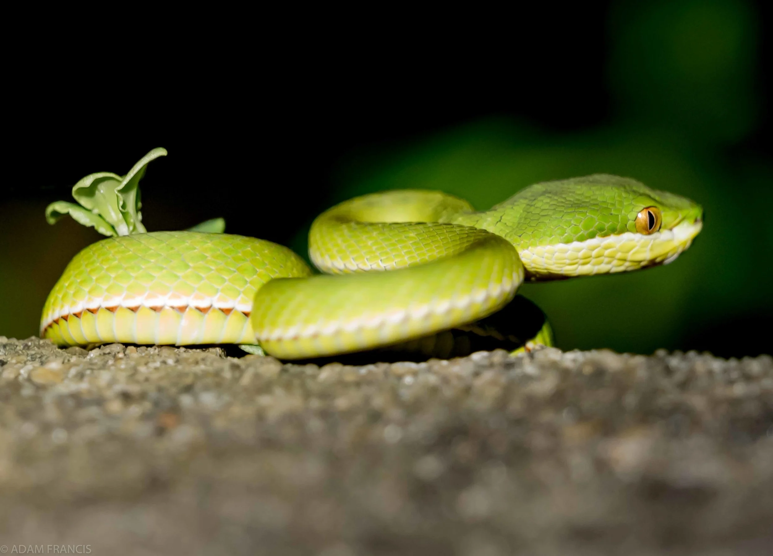 Bamboo Vipers & Greater Greens