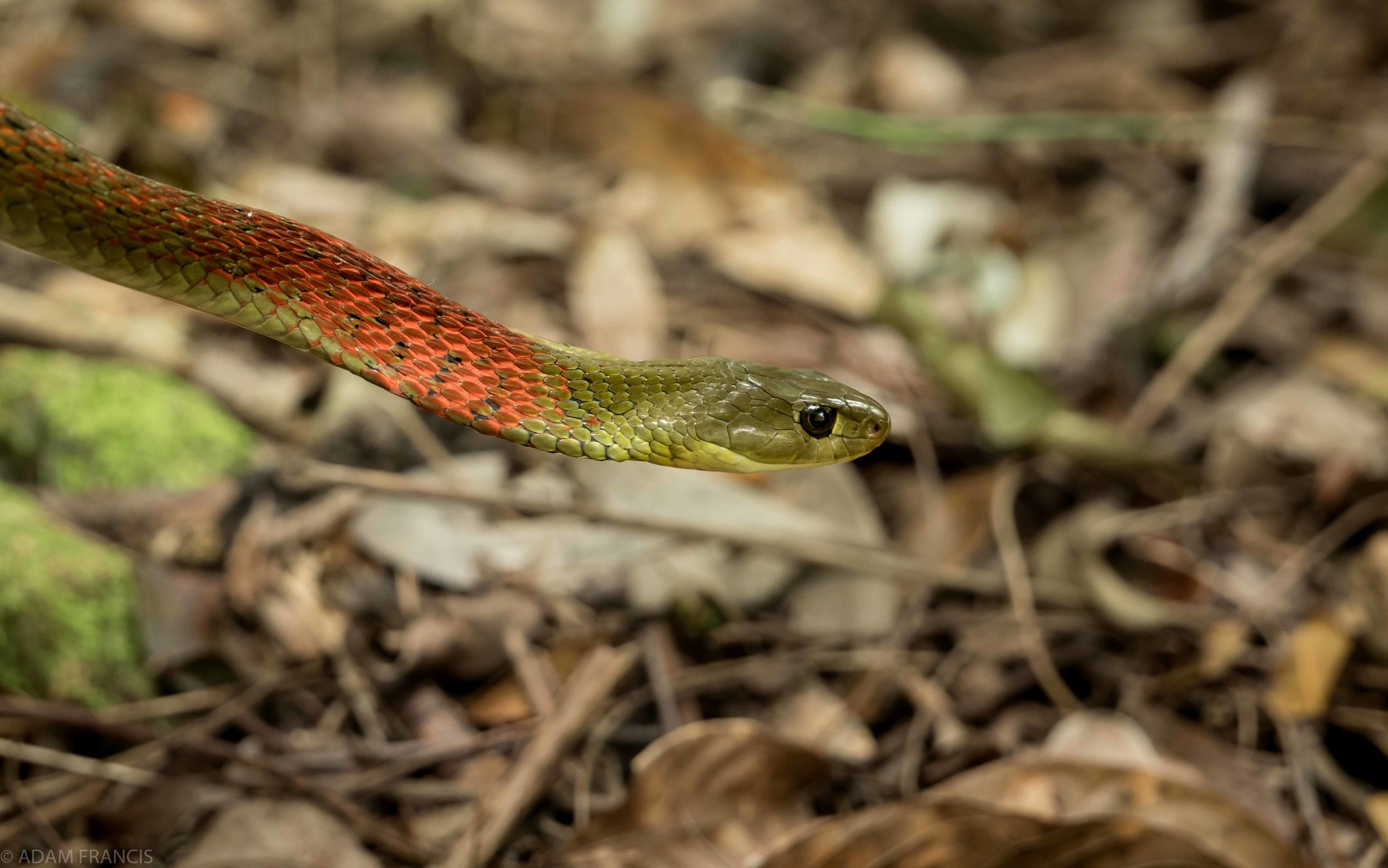 Copy of Red Neck Keelback