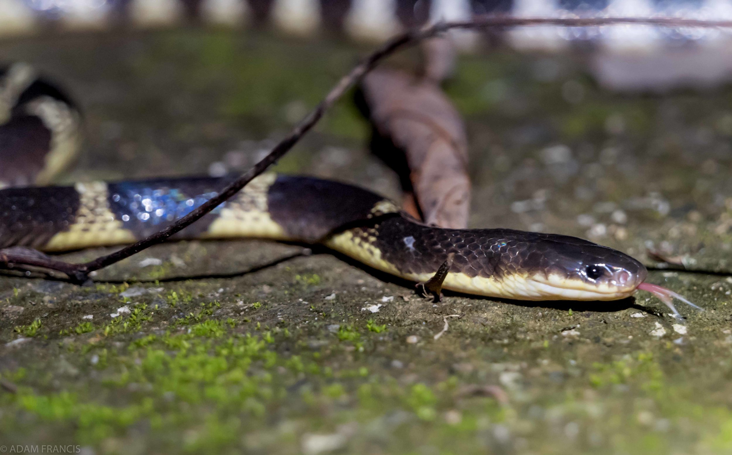 Copy of Many Banded Krait - Yellow Coloration