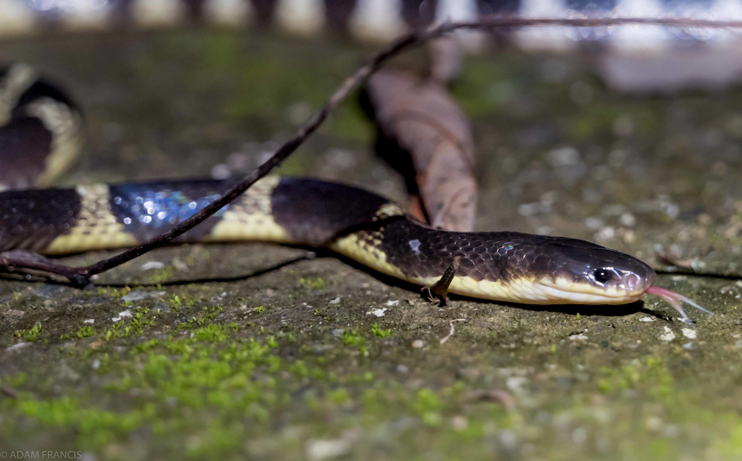 Many Banded Krait - Bungarus multicinctus/wonghaotingi