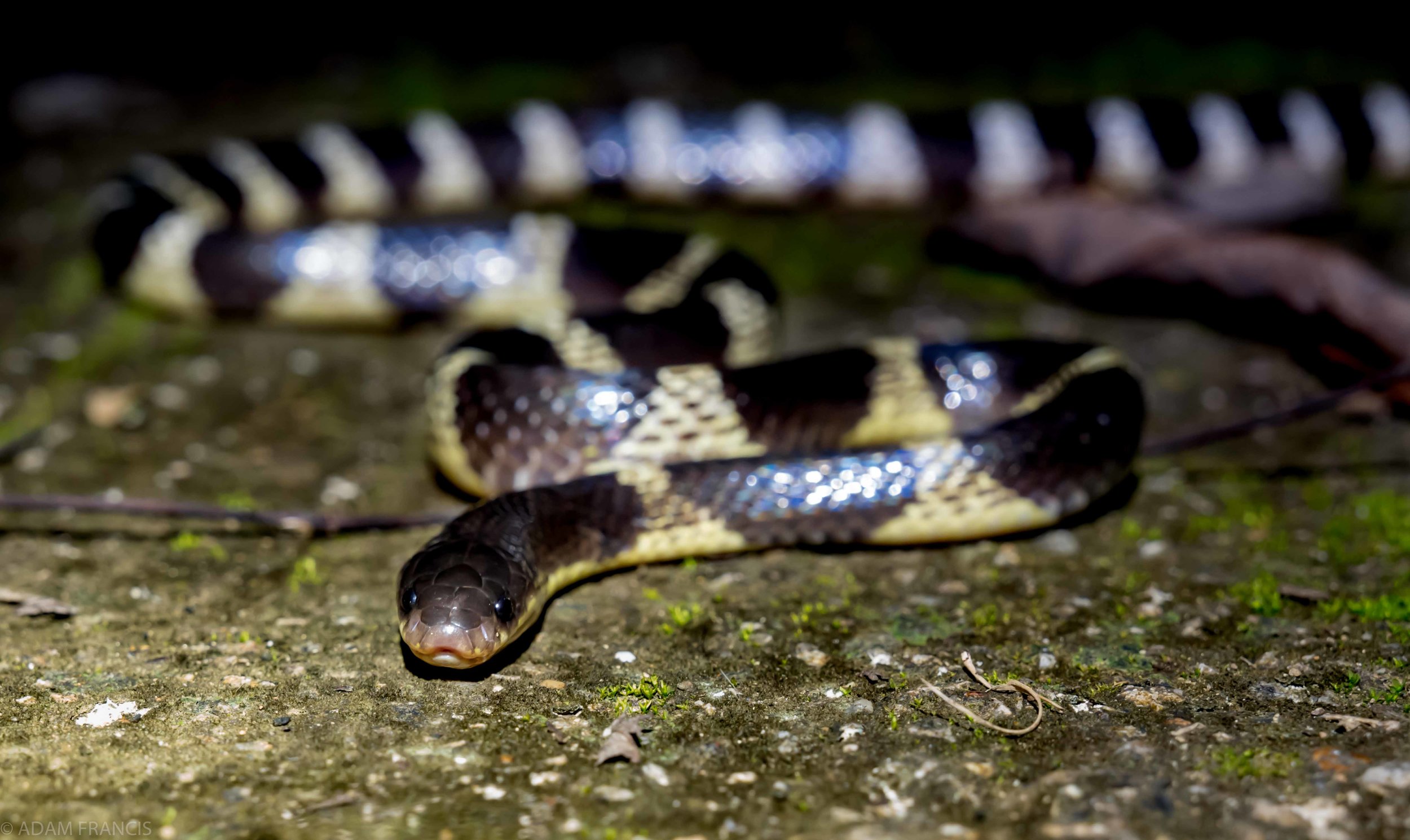 Copy of Many Banded Krait - Yellow Coloration