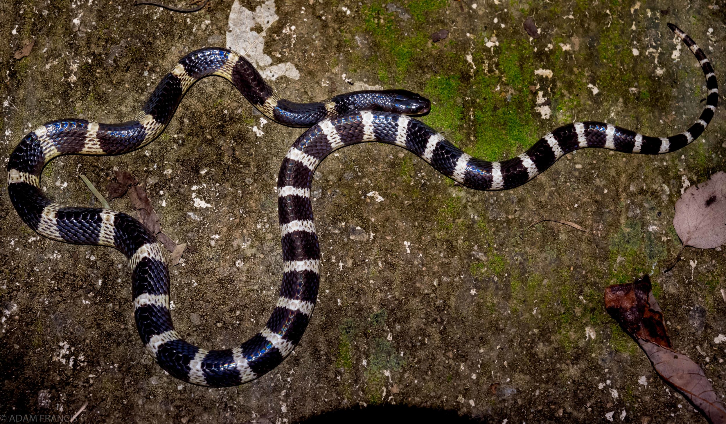 Many Banded Krait - Bungarus multicinctus/wonghaotingi