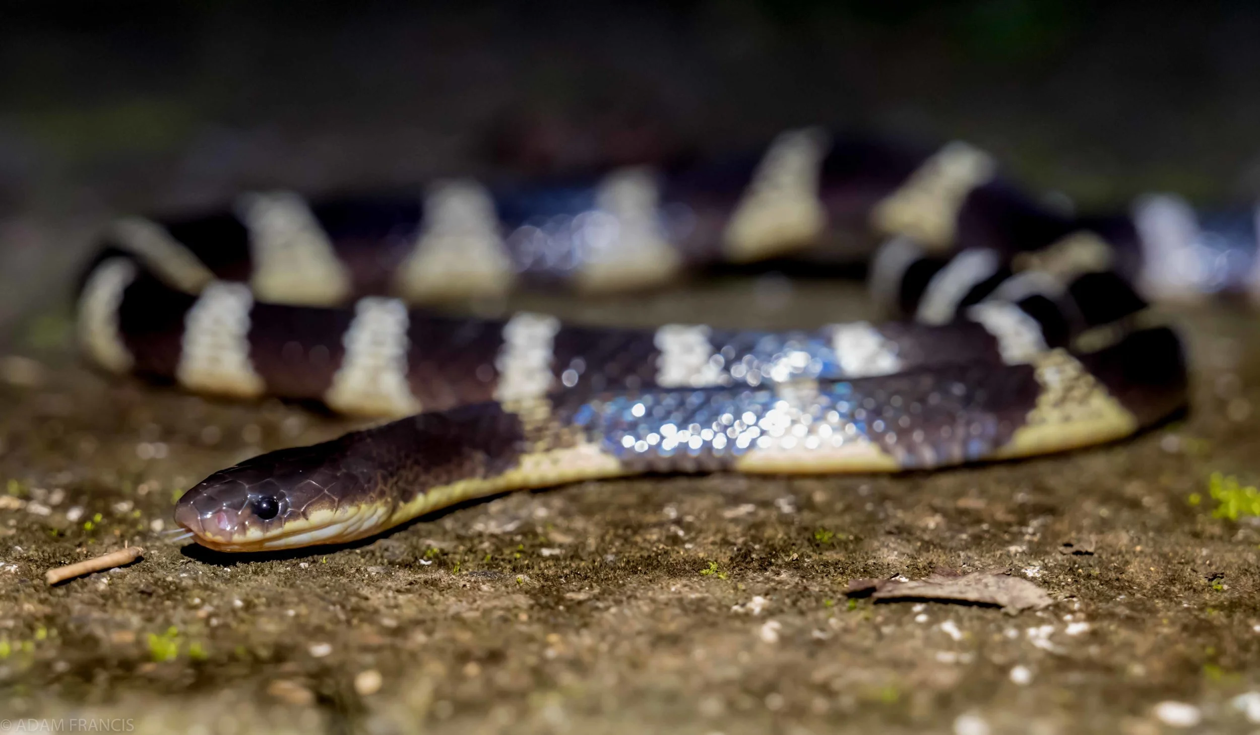 Snakes & Sandals