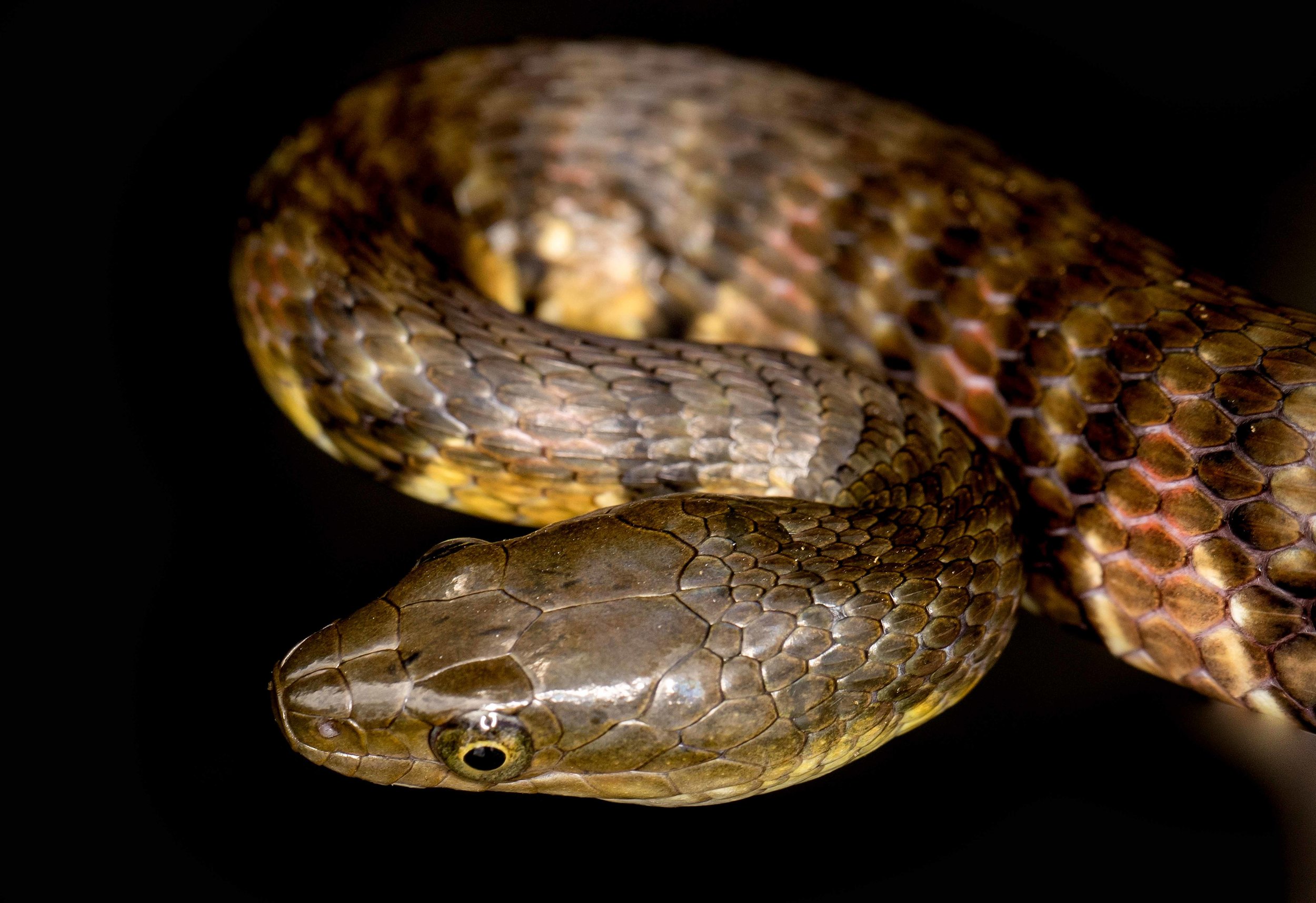 Copy of Mountain Water Snake