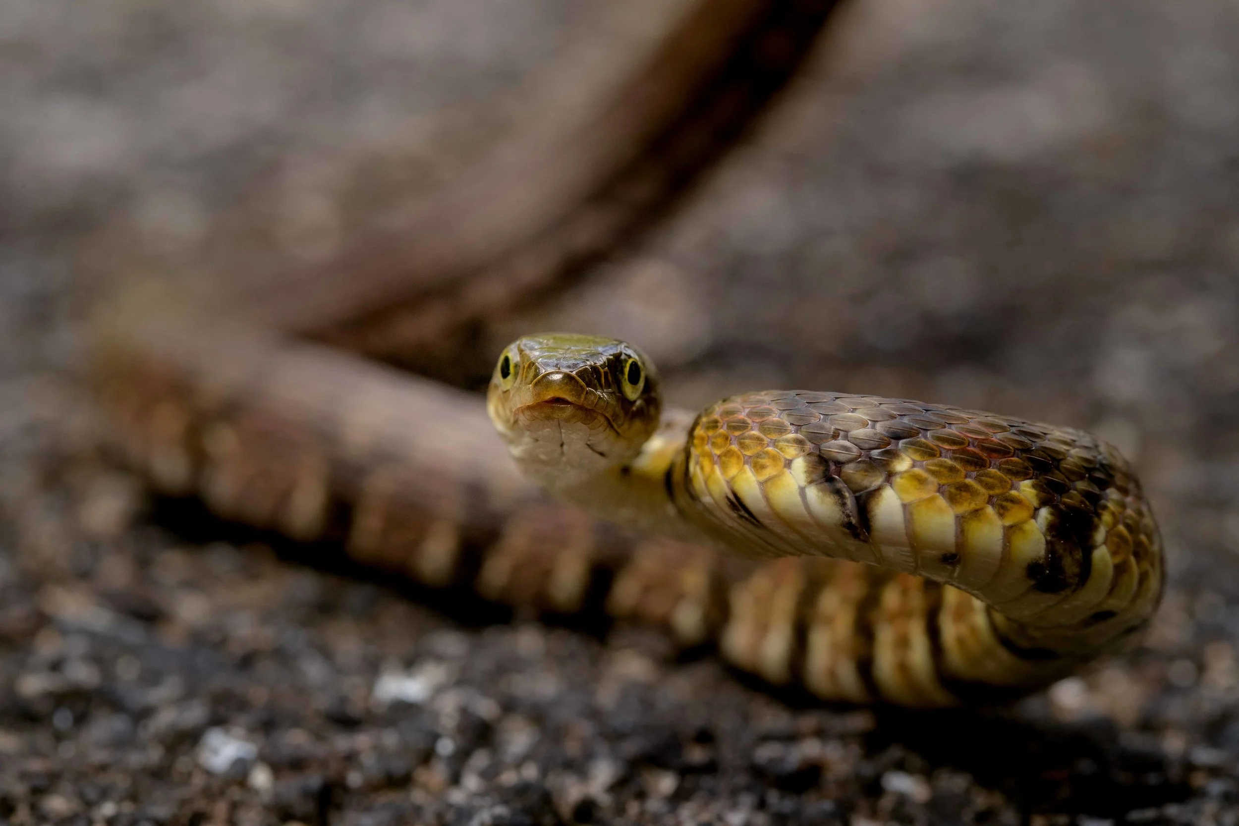 Copy of Mountain Water Snake